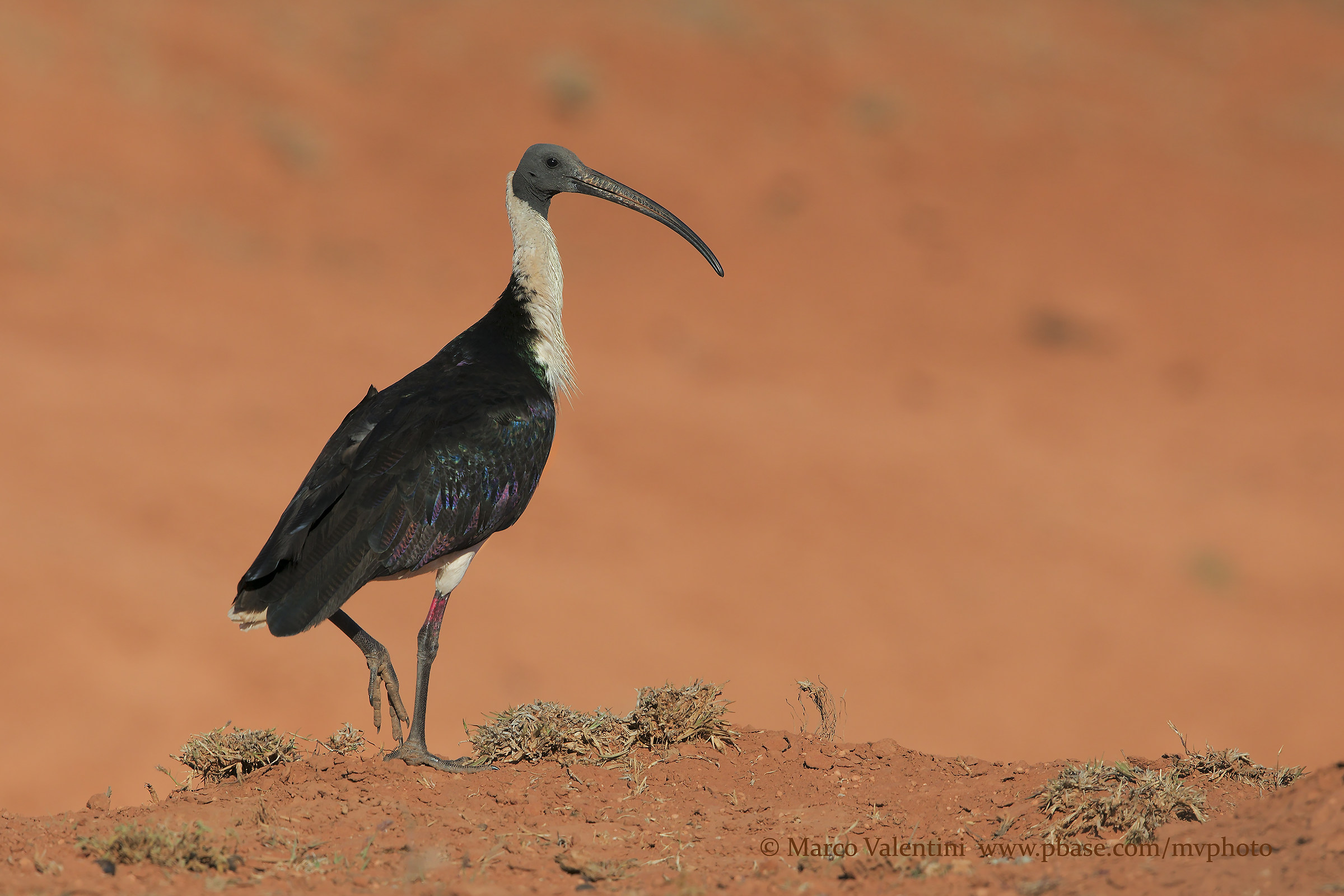 Straw-colored Ibis