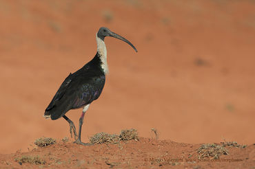 Threskiornis spinicollis
