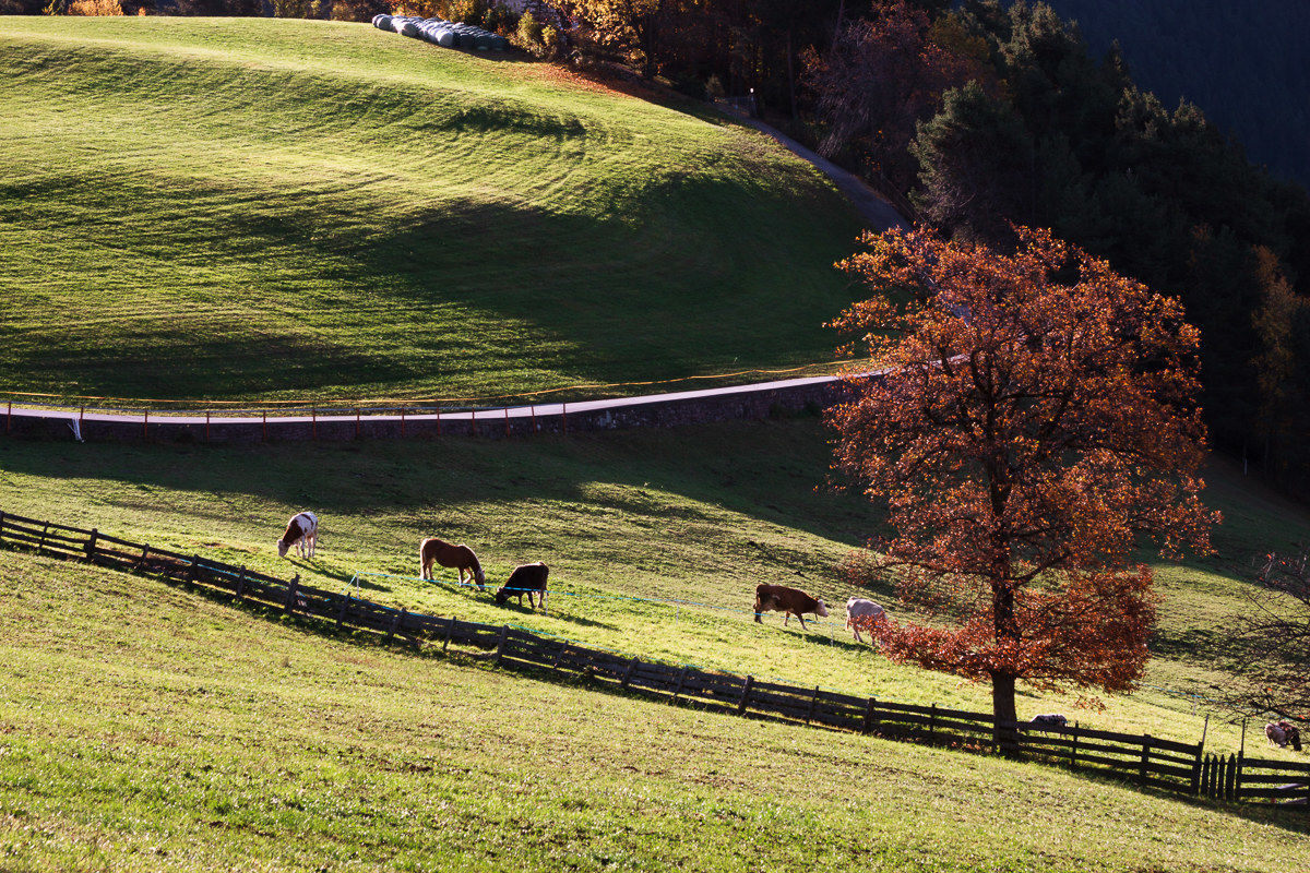 Renon ... dawn and diagonals