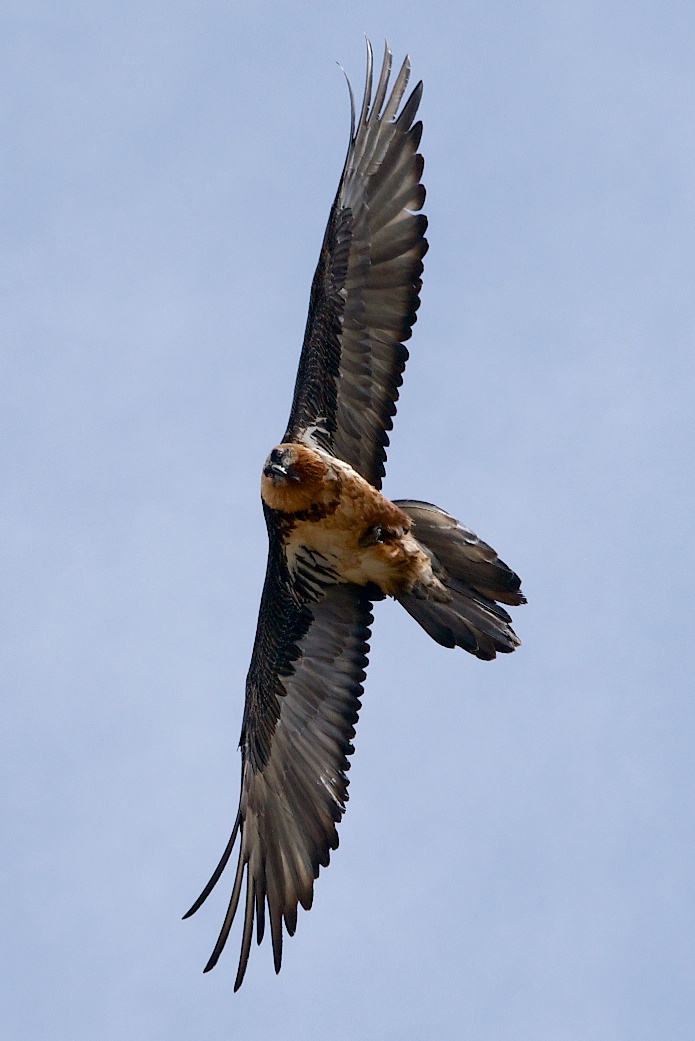 Lammergeier - 13/10/2012 - Alps Cuneesi