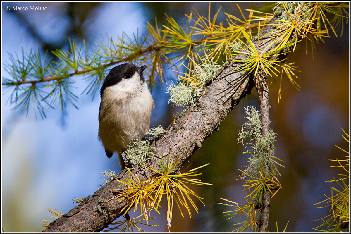 Parus montanus - Cincia bigia alpestre