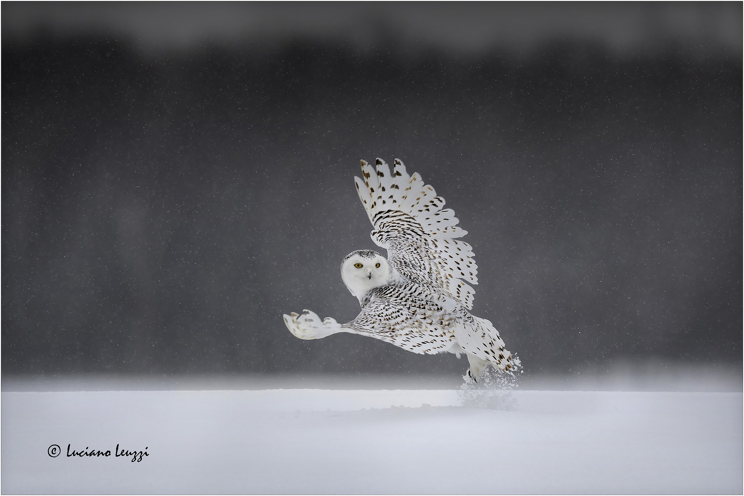 Snowy Owl