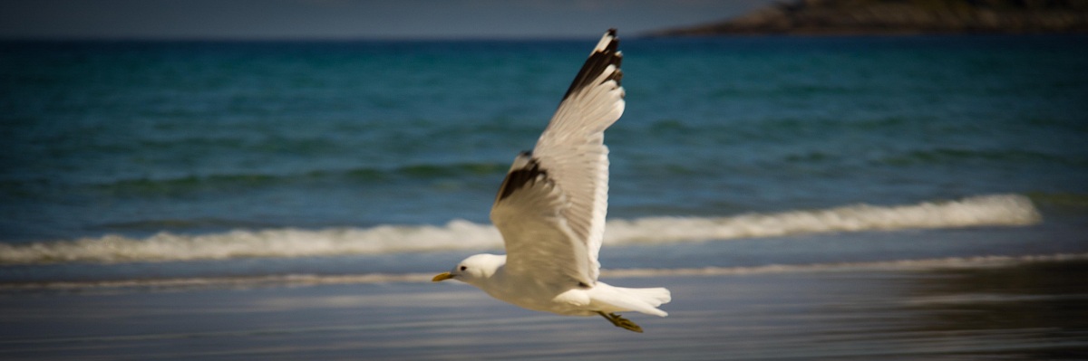 Seagull