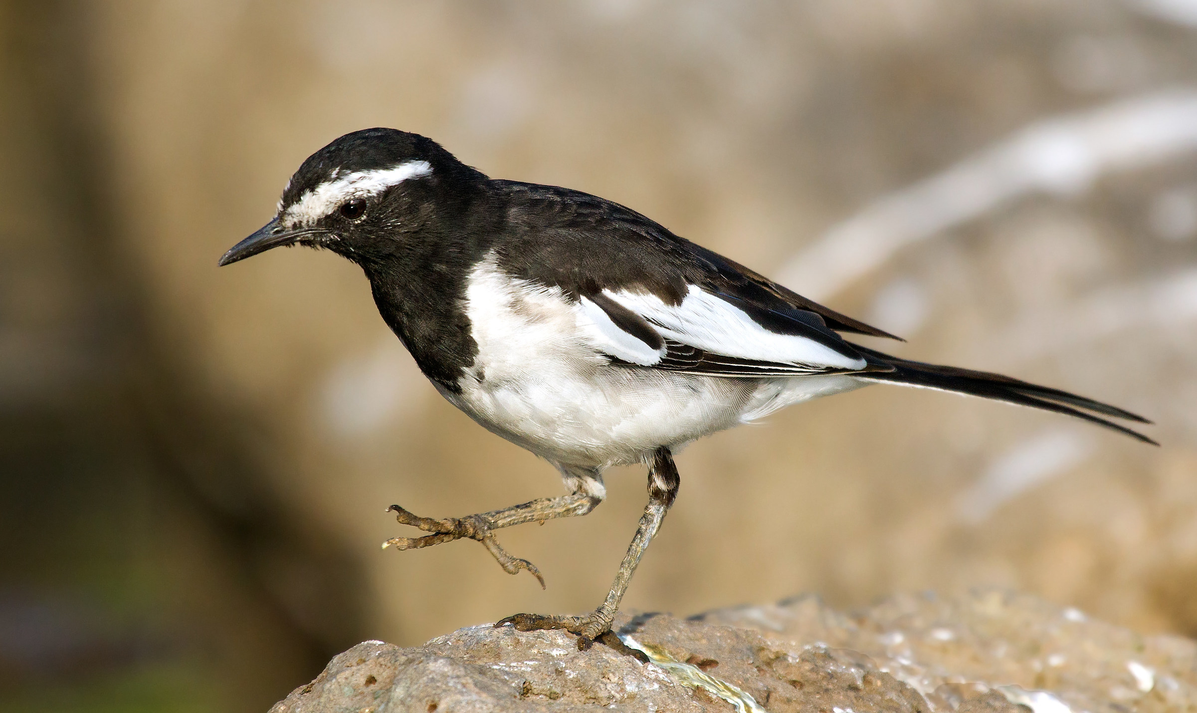 Wagtail pezzato