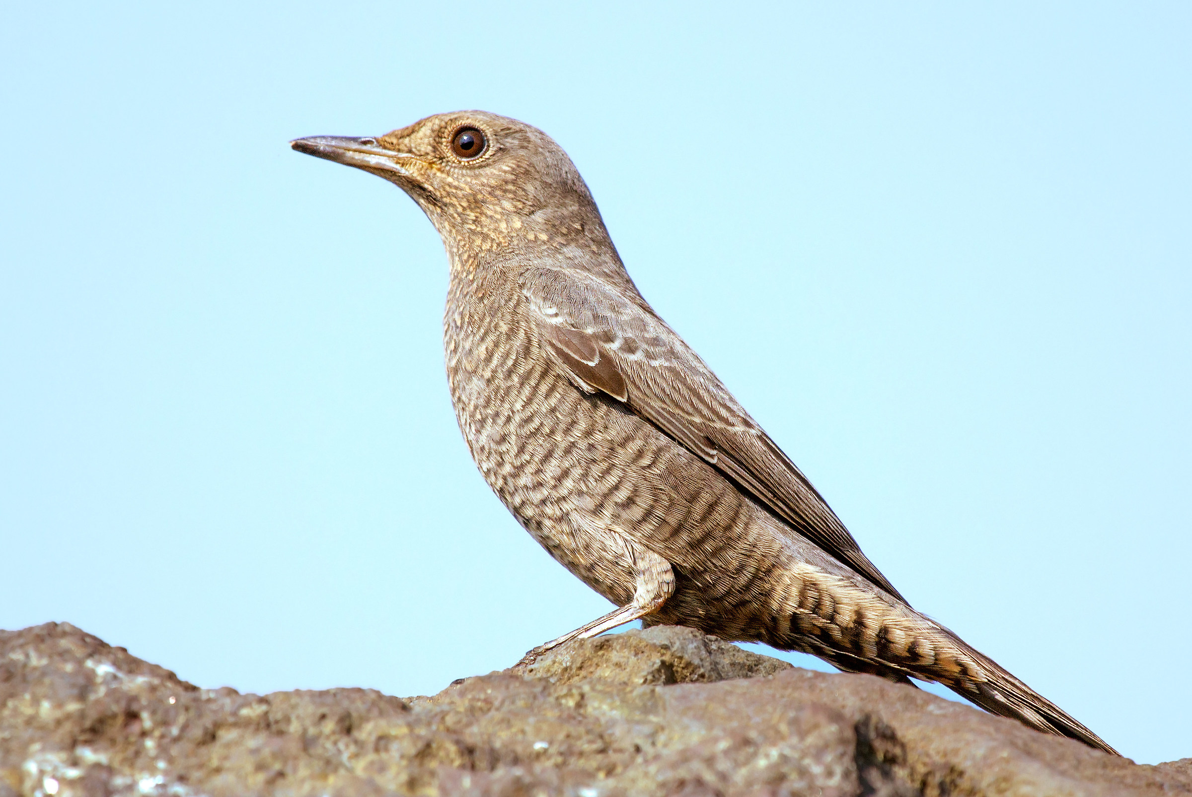 Blue Rock Thrush, female.
