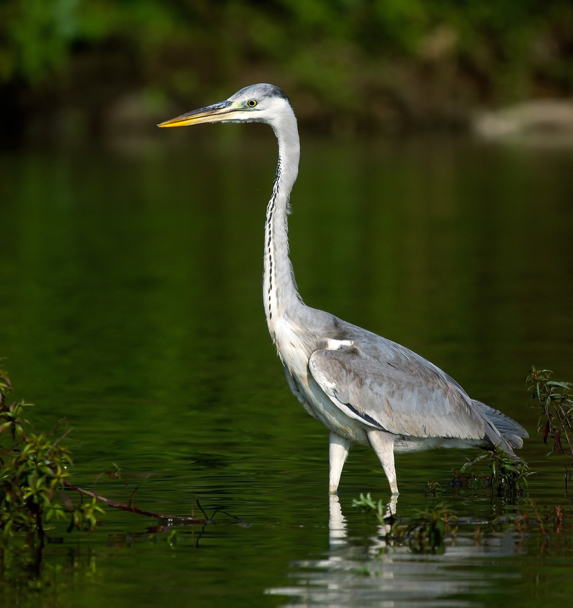 Grey Heron.