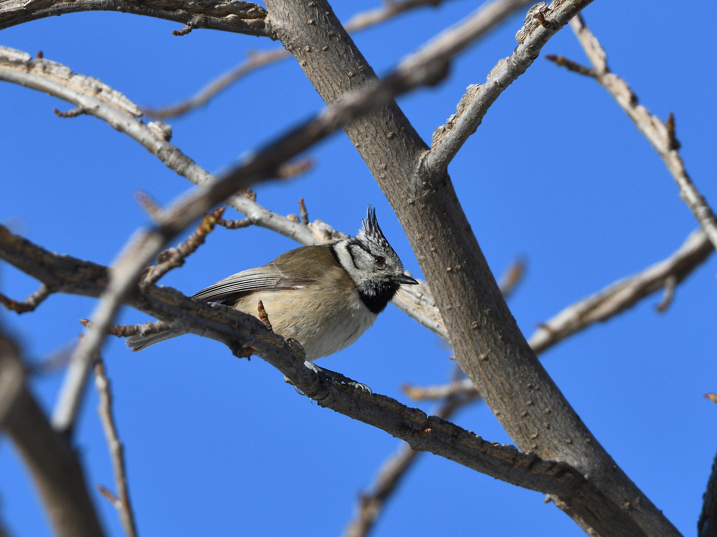 Crested tit