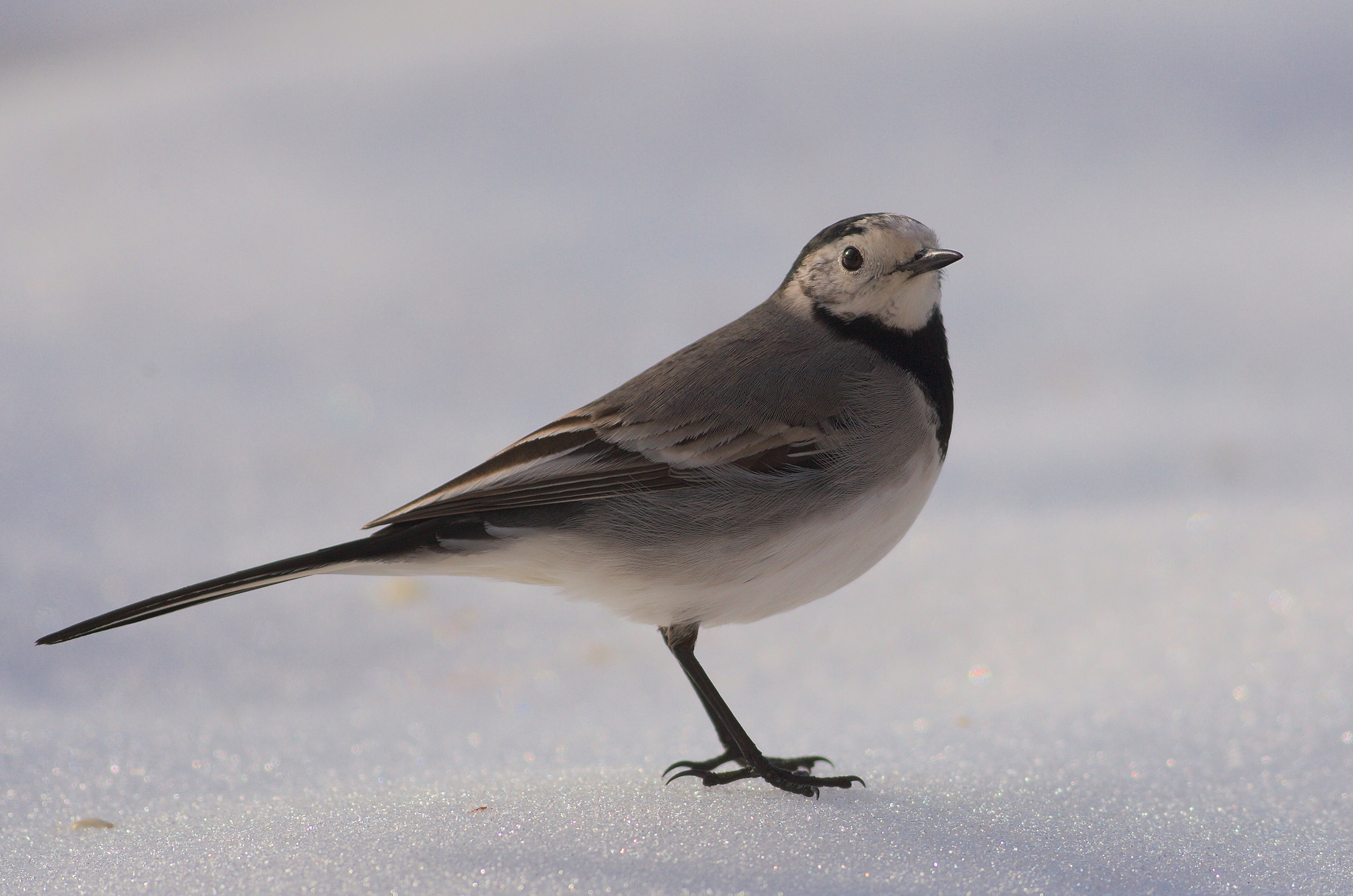 dancer in the snow