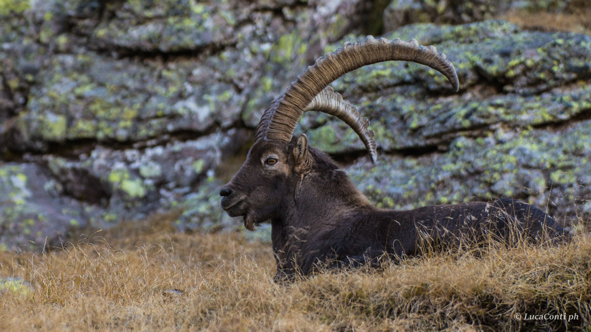Ibex (Capra Ibex)