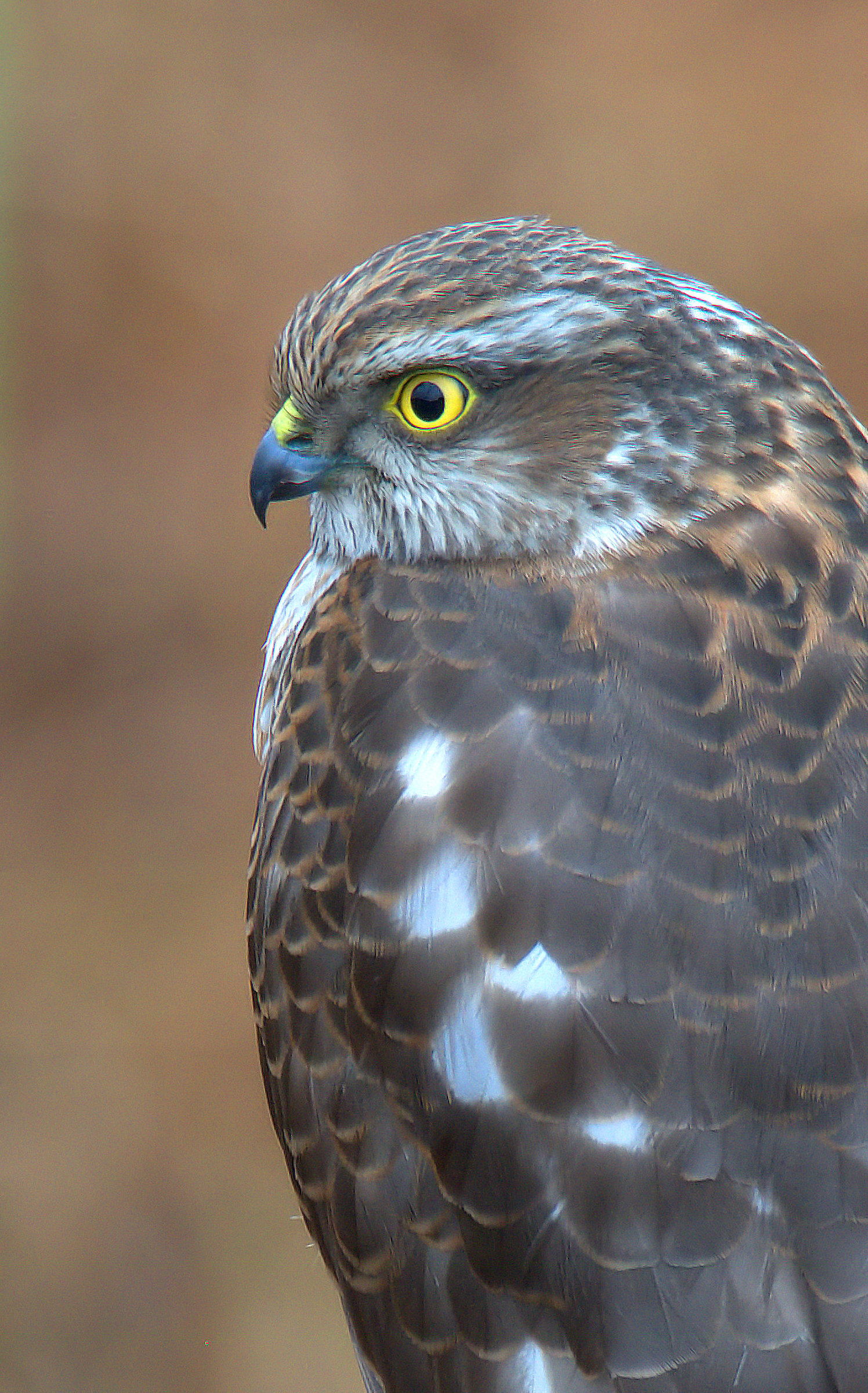 sparrowhawk