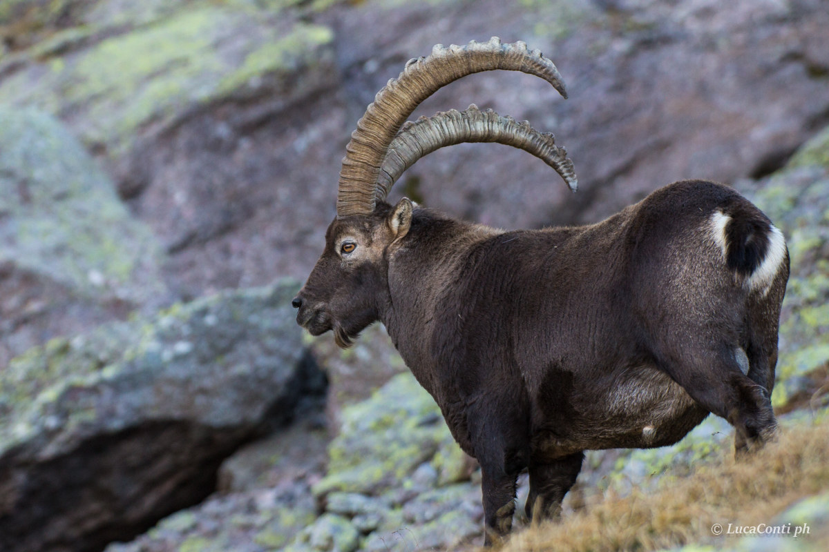 Ibex (Capra Ibex)