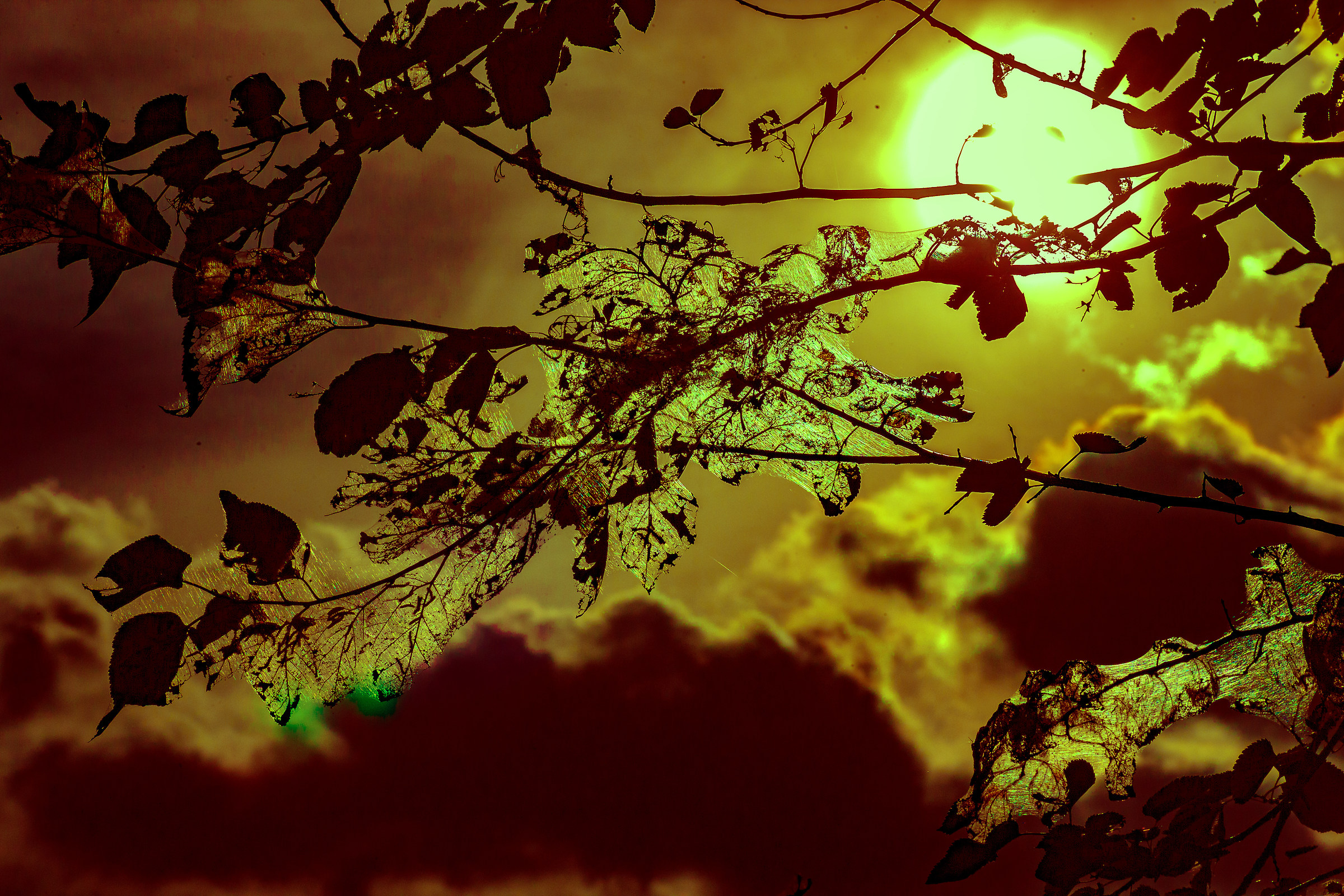 Processionary at sunset on a stormy day