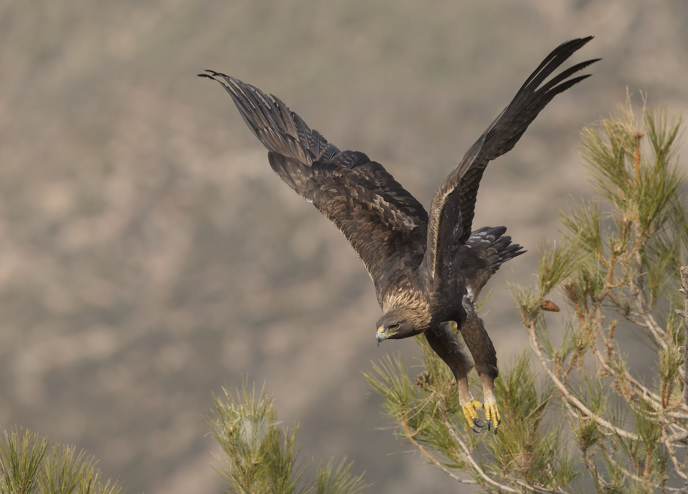 aquila reale(aquila crysaetos) pirenei 2017