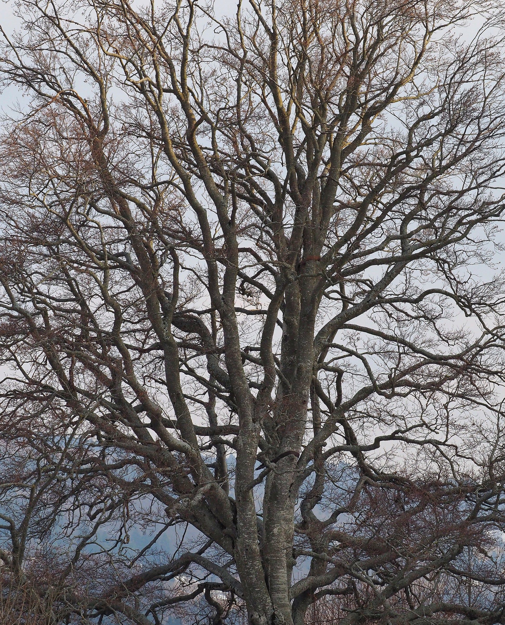 Beech of the Madonnina