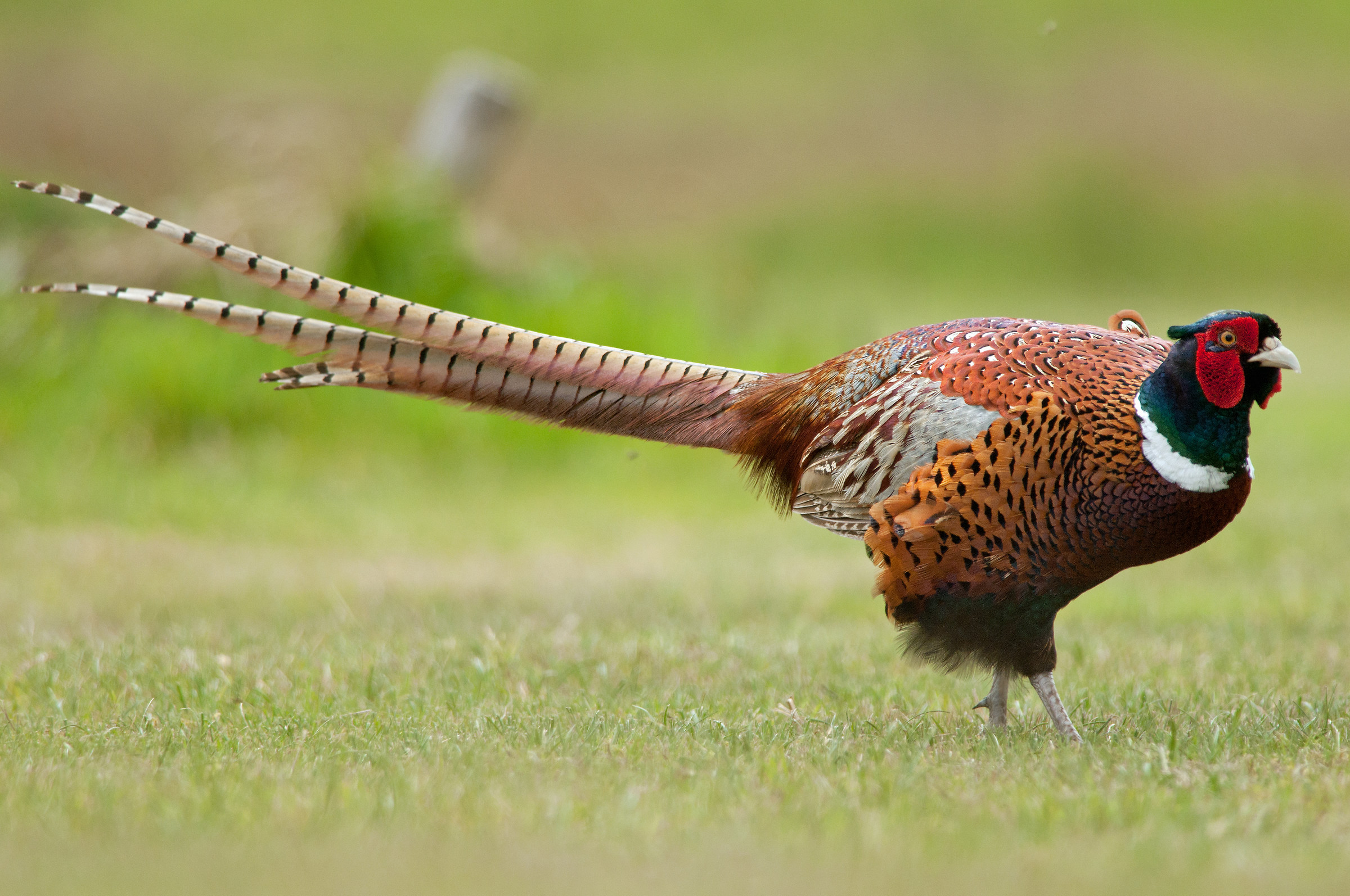 pheasant