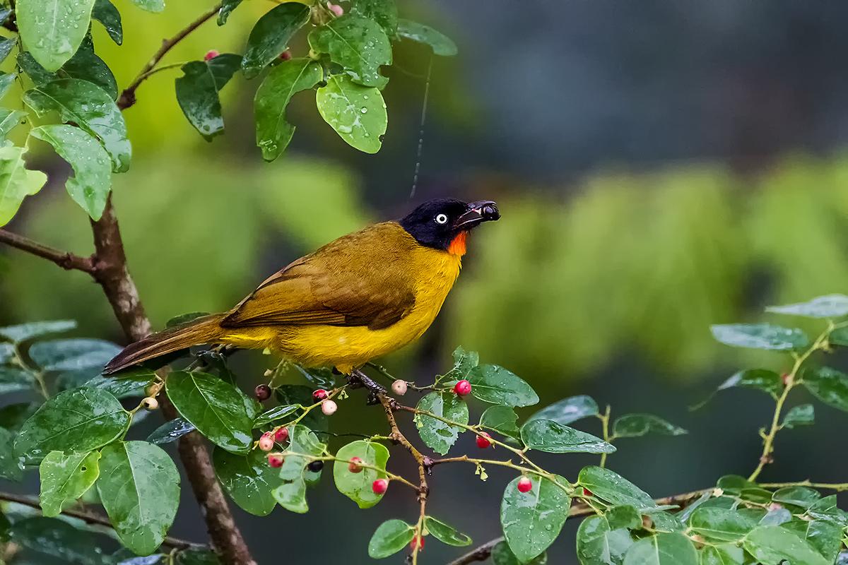 Flame-throated Bulbul