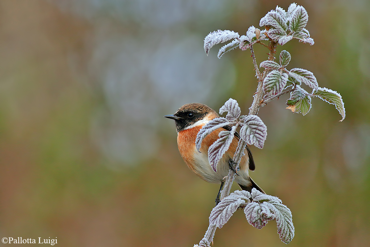 Saltimpalo (Saxicola torquata)