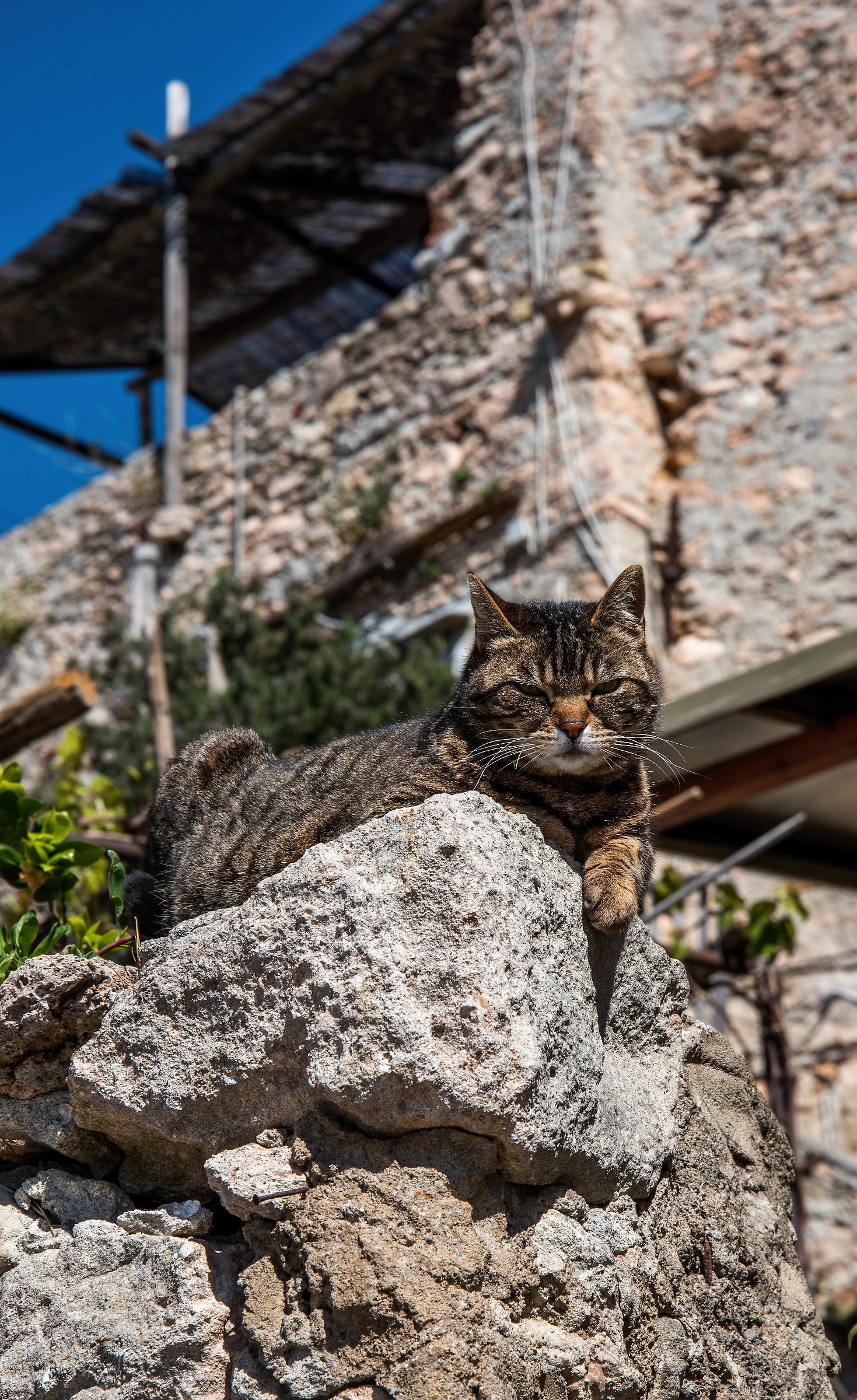 Il Ras della borgata