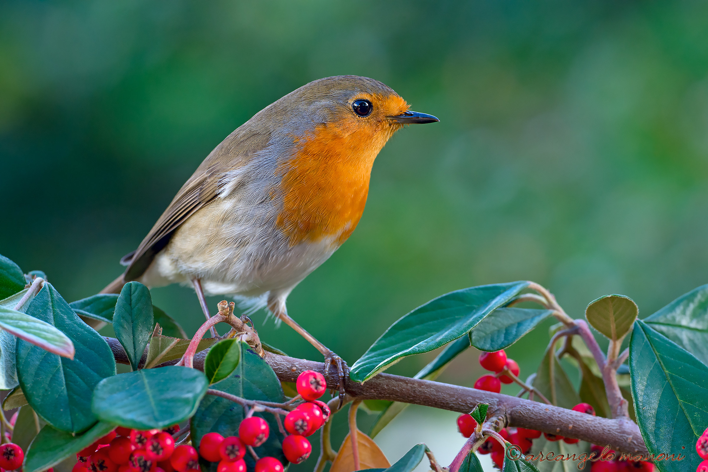 Red berries and robin