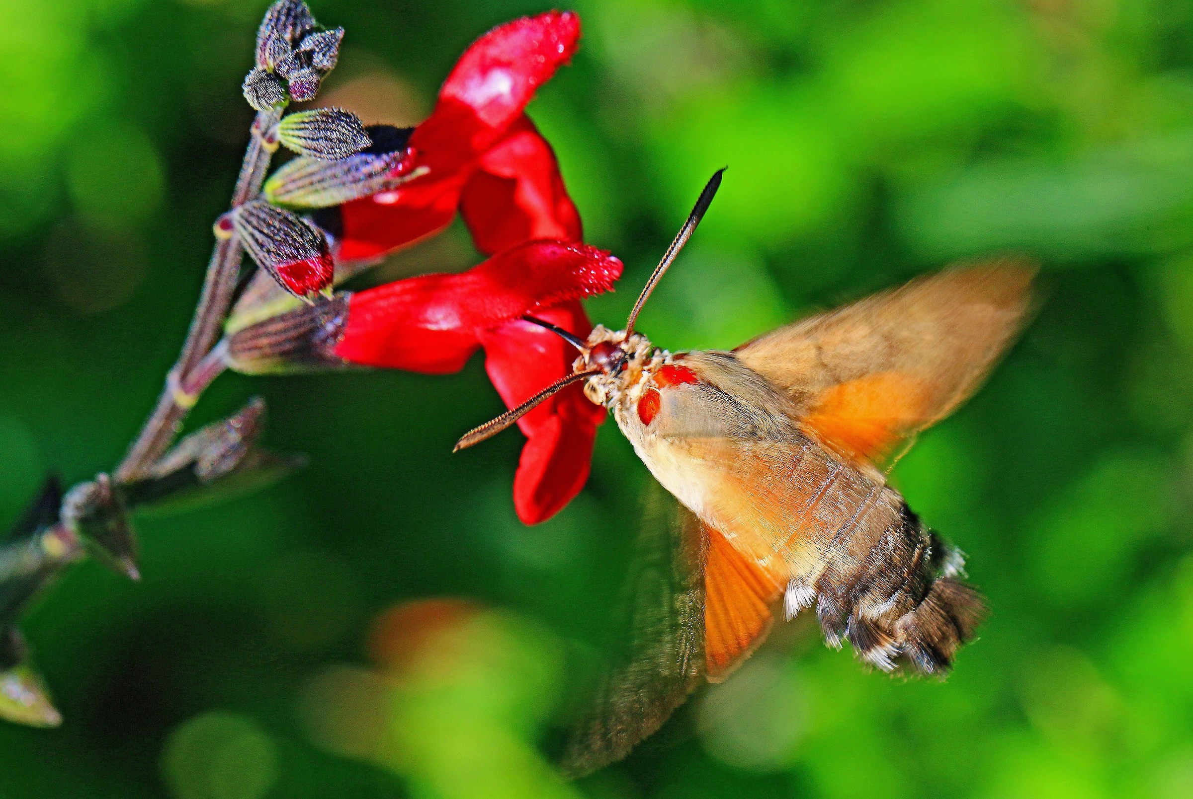 Macroglossum stellatarum