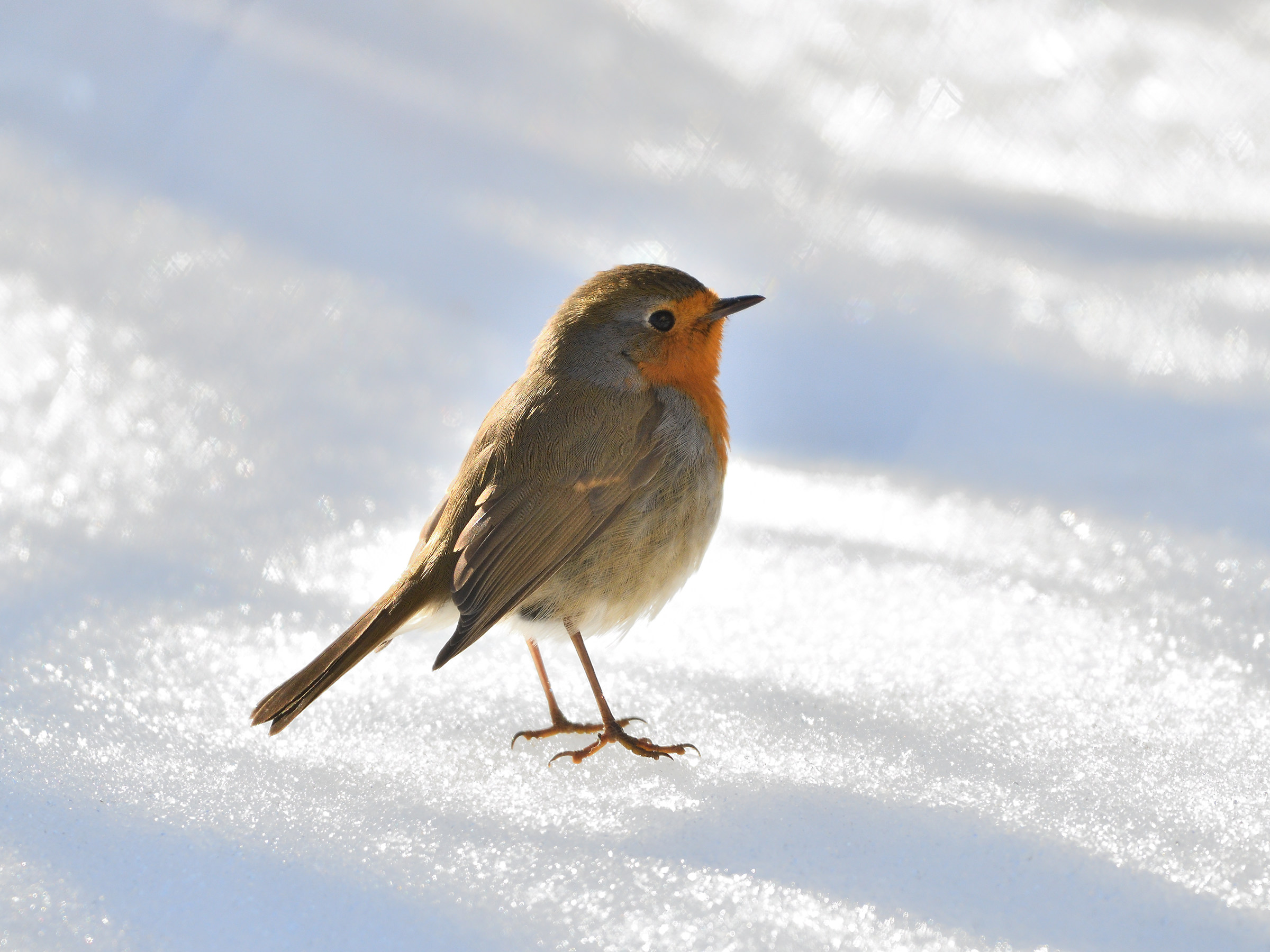 Pettirosso in the snow