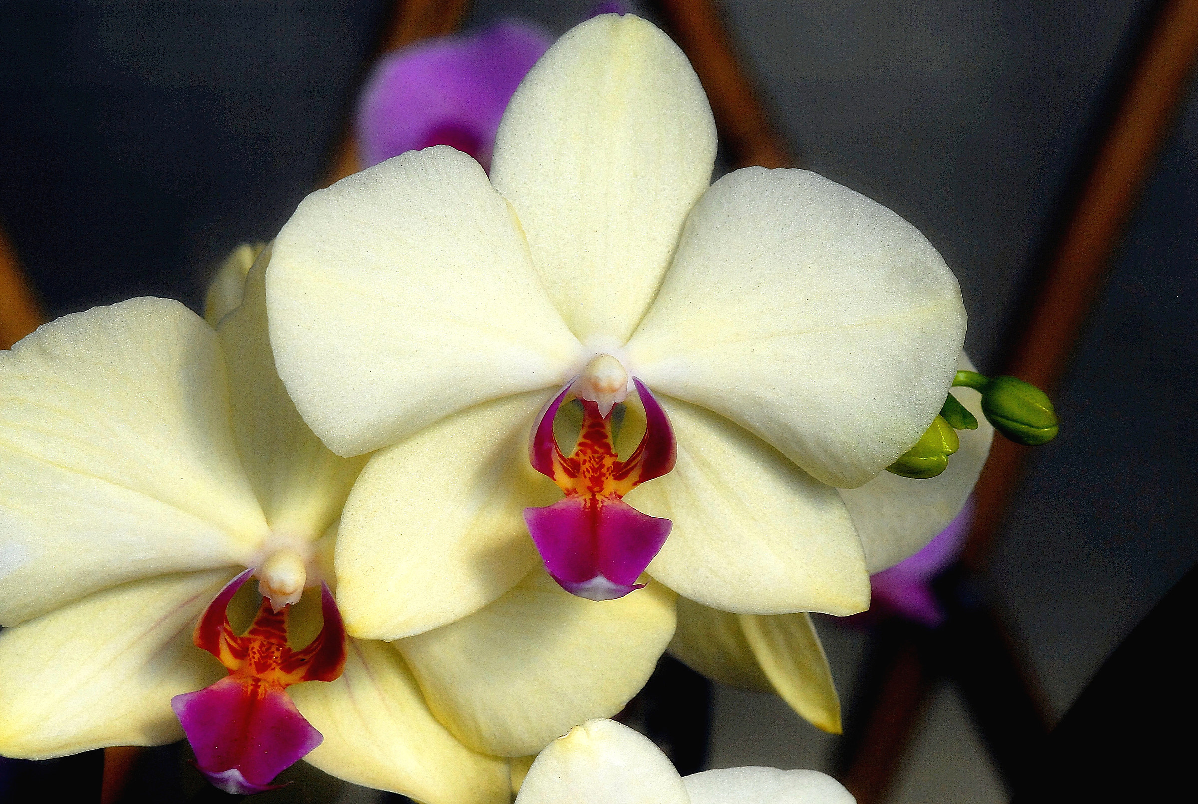 l'orchidea