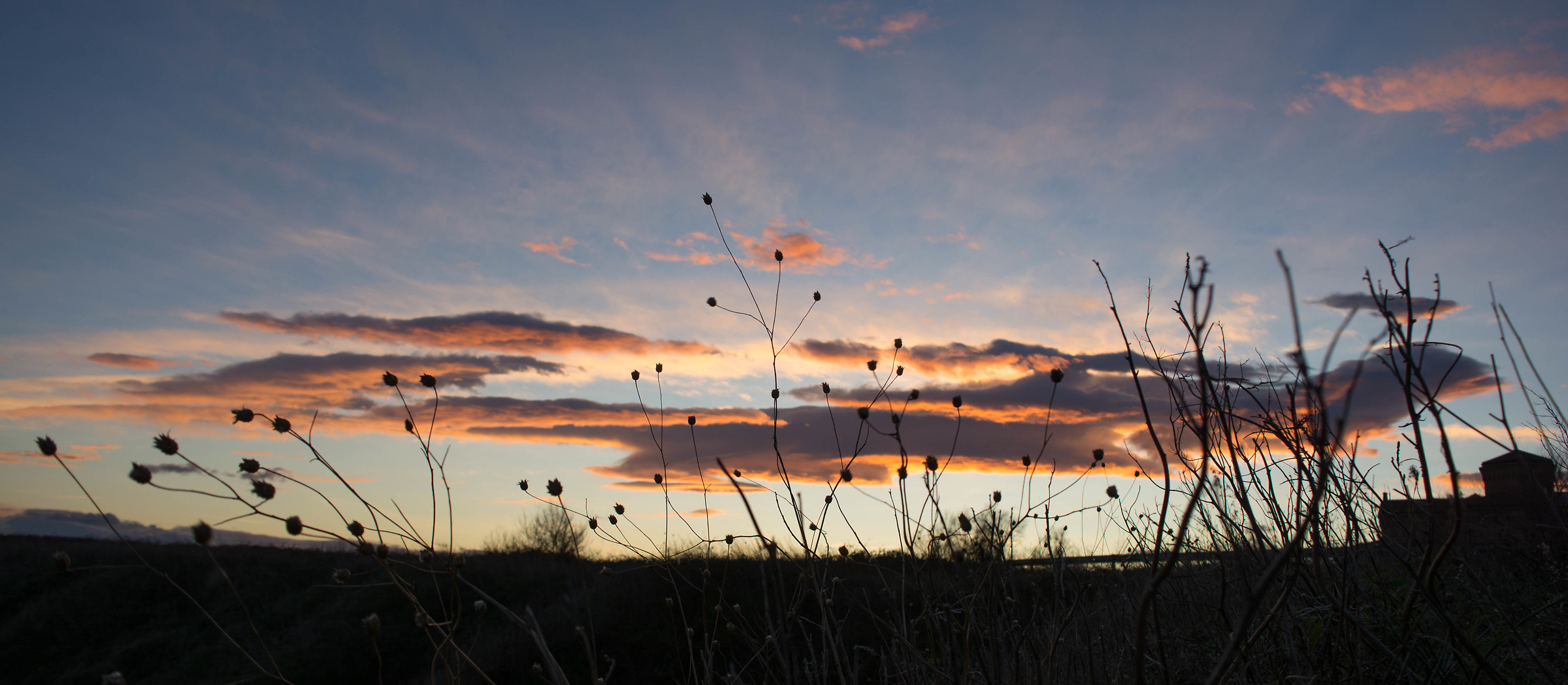 nuvole tra le erbacce