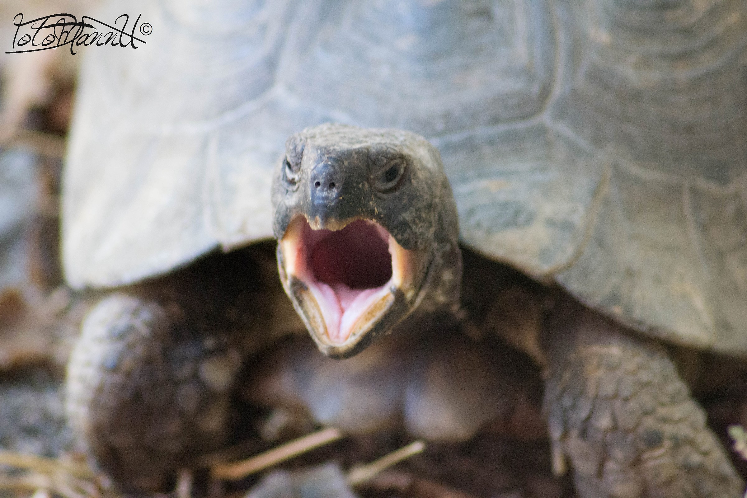 tartaruga urlatrice =)