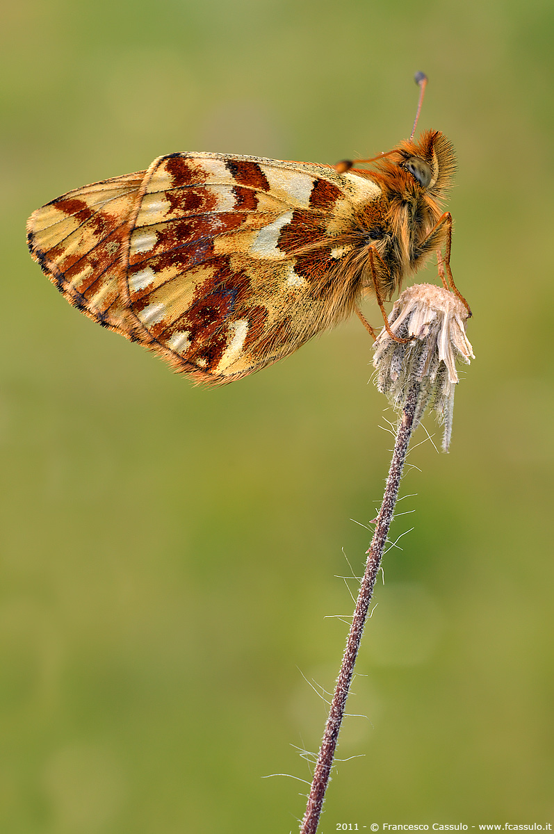 Boloria pales (Denis & Schifferm?ller, 1775)