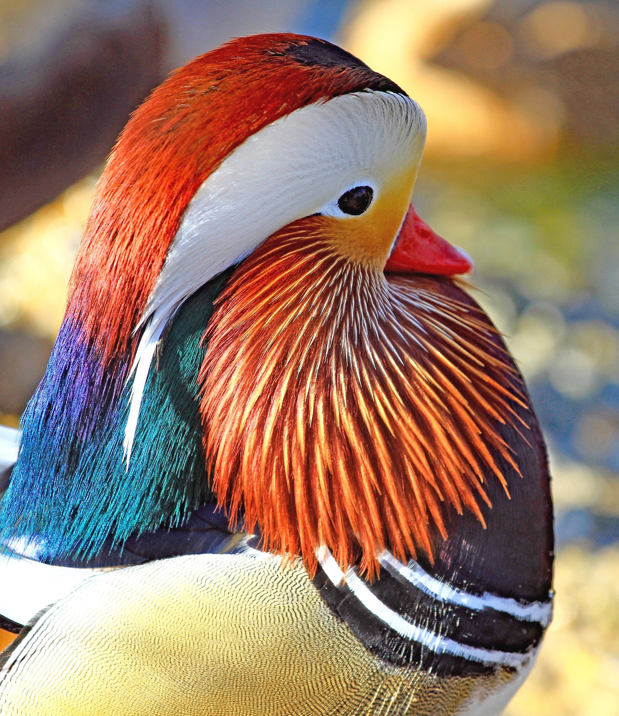 Anatra Mandarina (Aix galericulata)