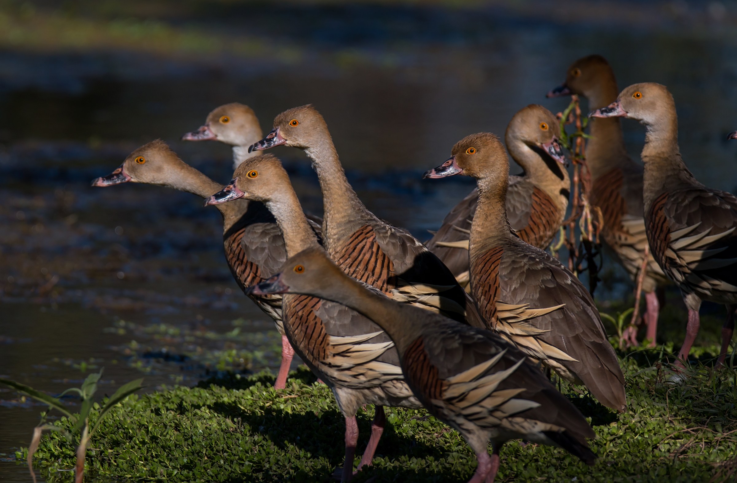Plumed Whistling Ducks
