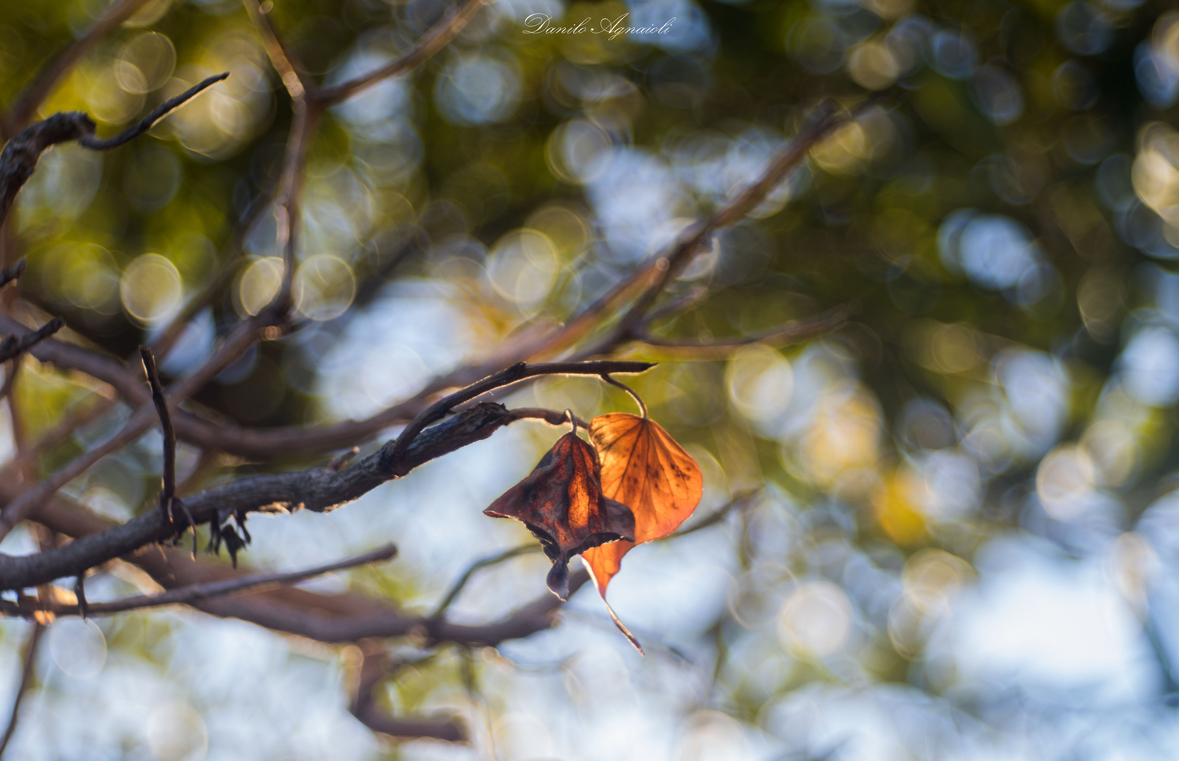 Root days, others from leaf. Life, sometimes alb