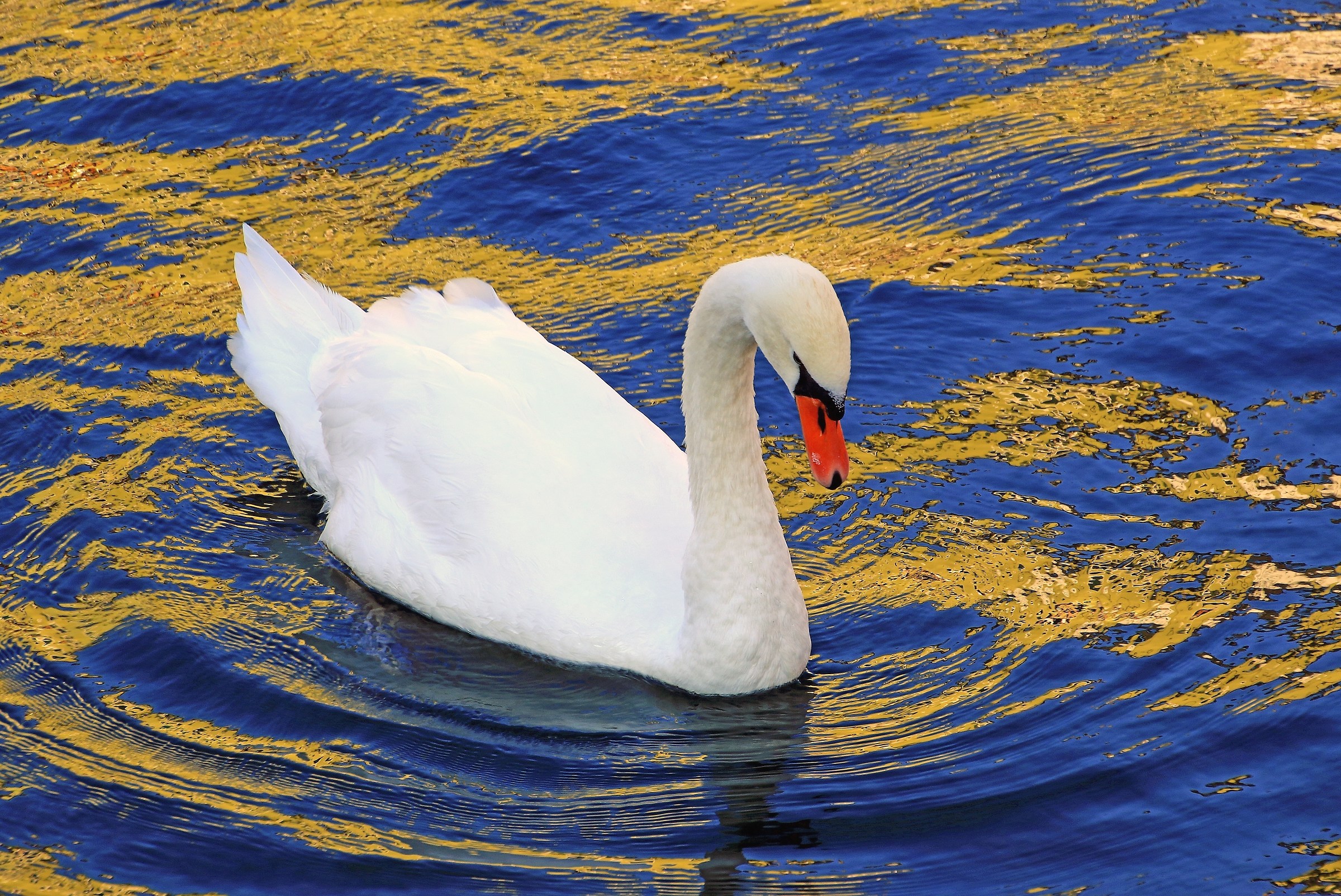 Cigno reale fra i riflessi  (Cygnus olor)