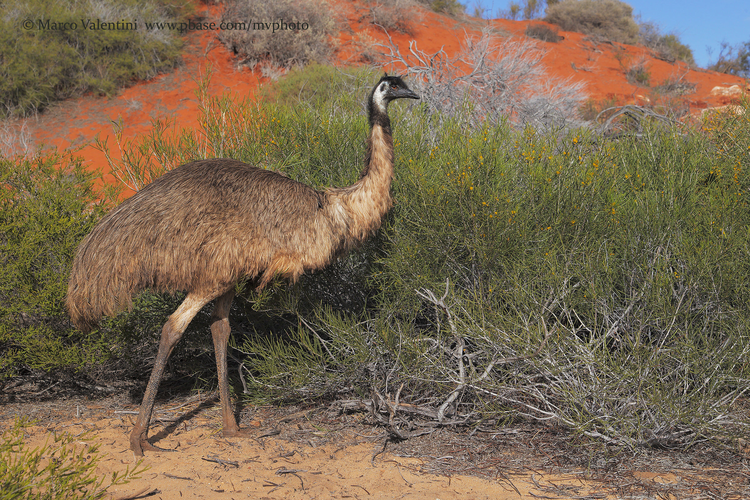 Emu