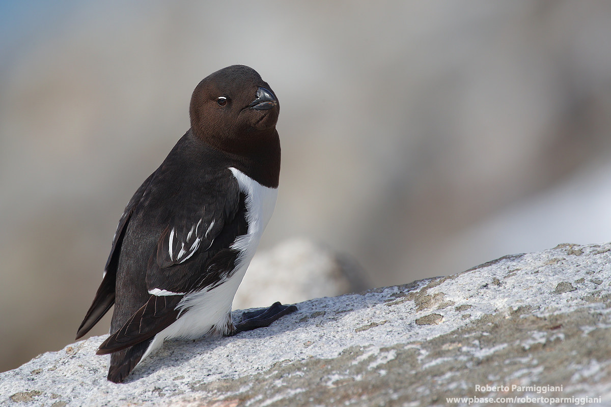 Lesser marine magpie