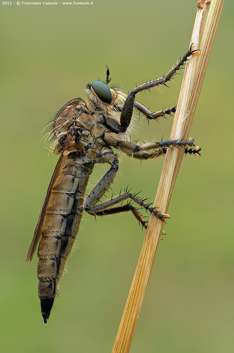 Asilidae s.p