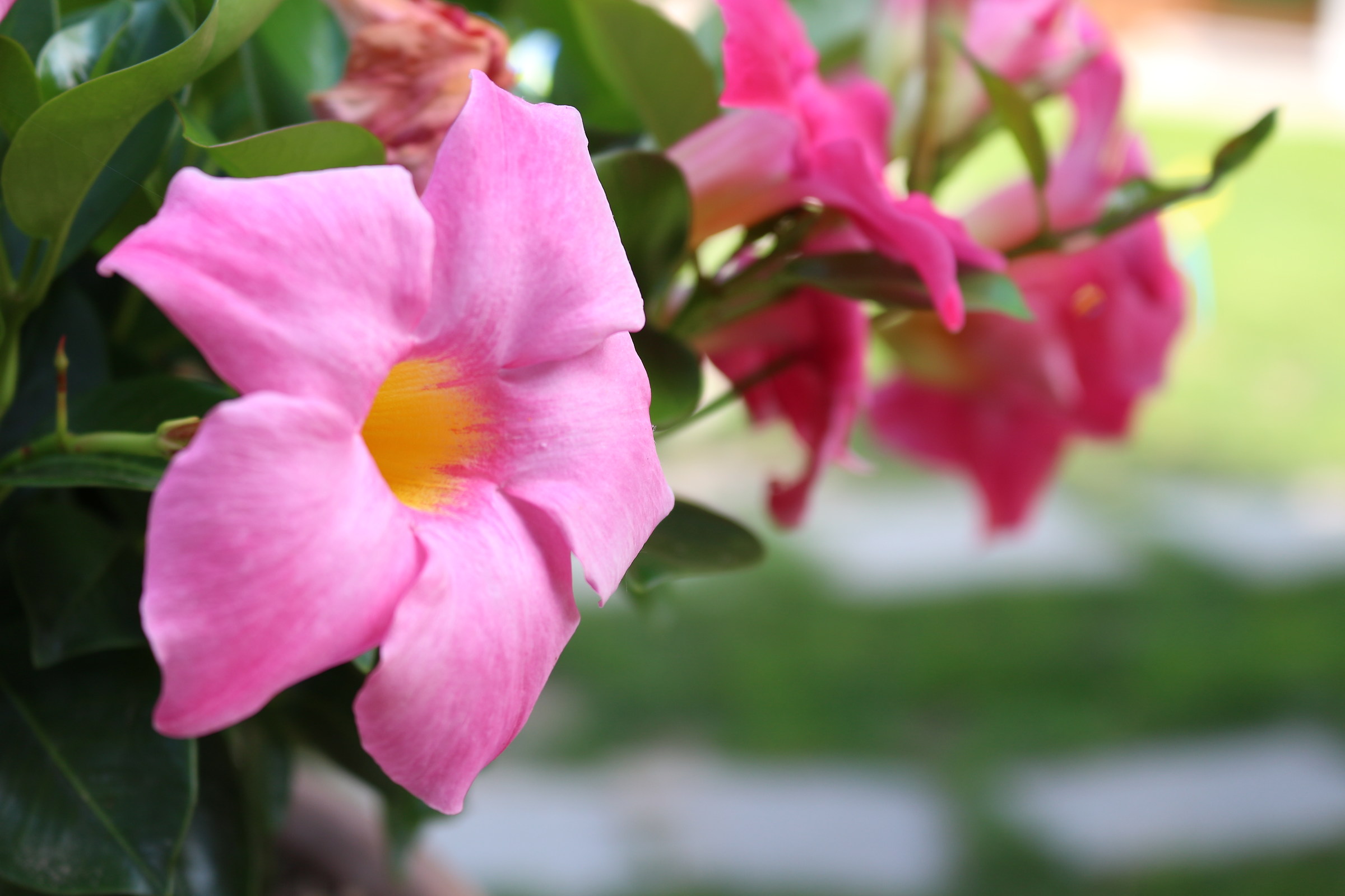 fiori rosa fiori di?