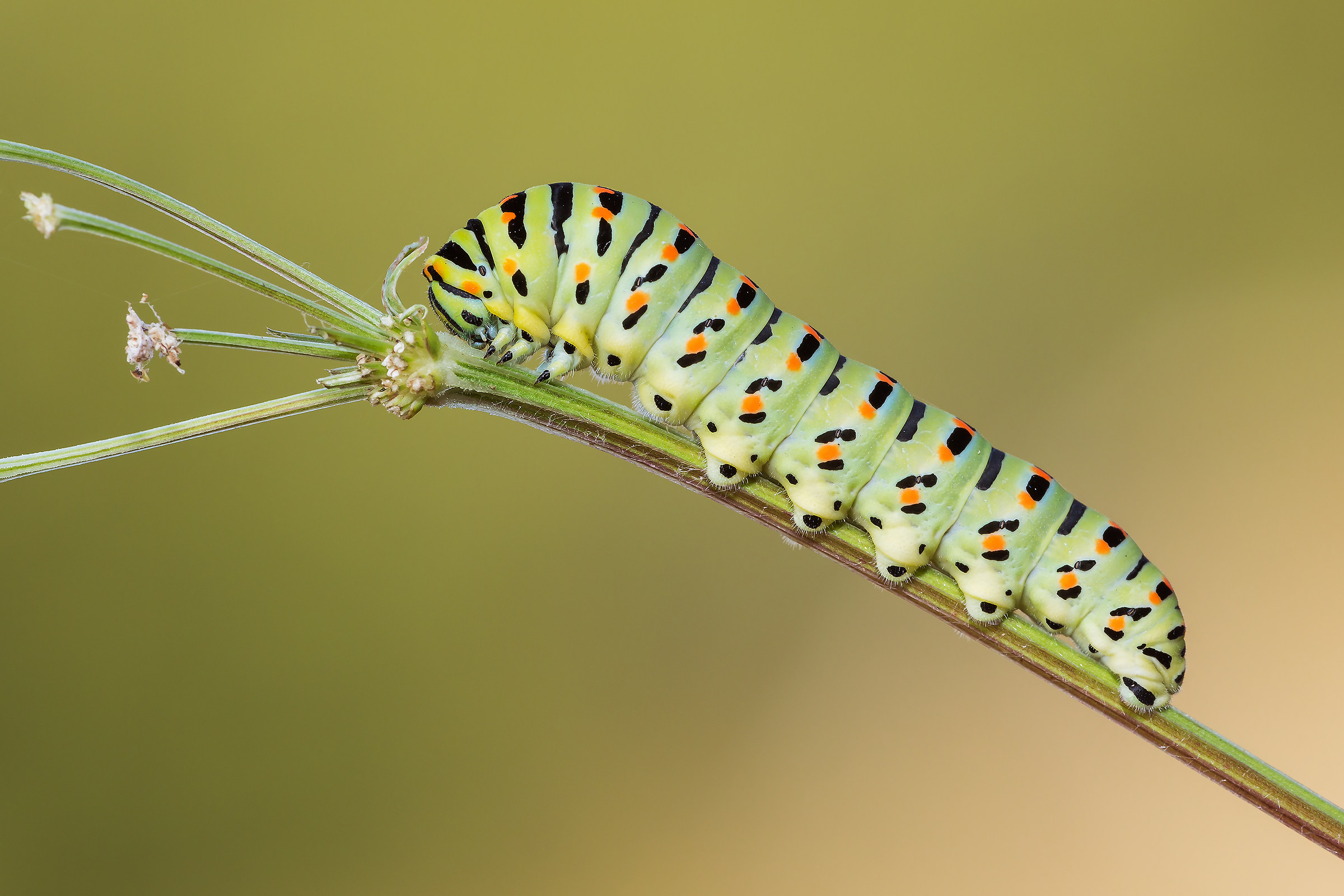 Caterpillar of Macaone