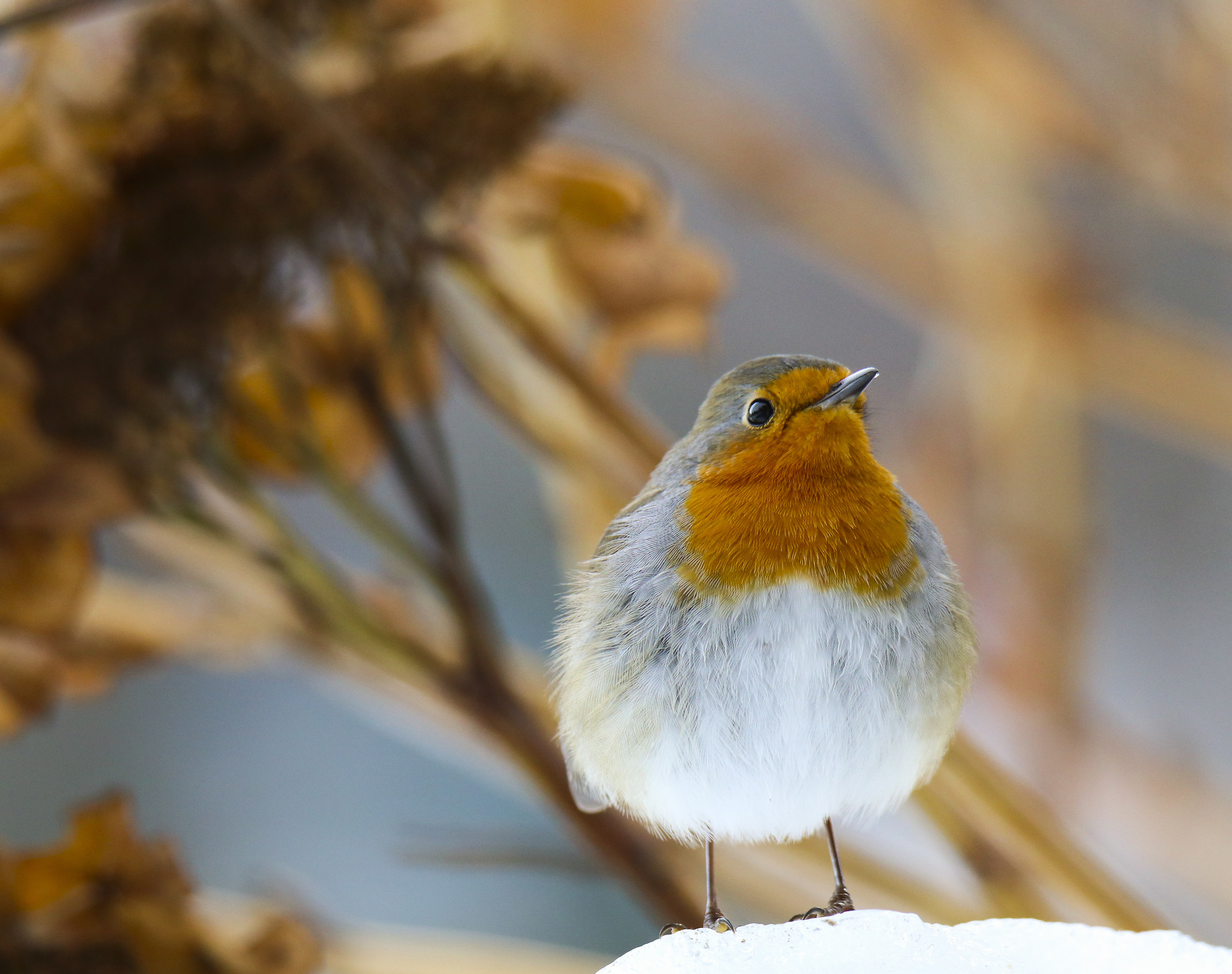 Oggi, sull'ortensia innevata...