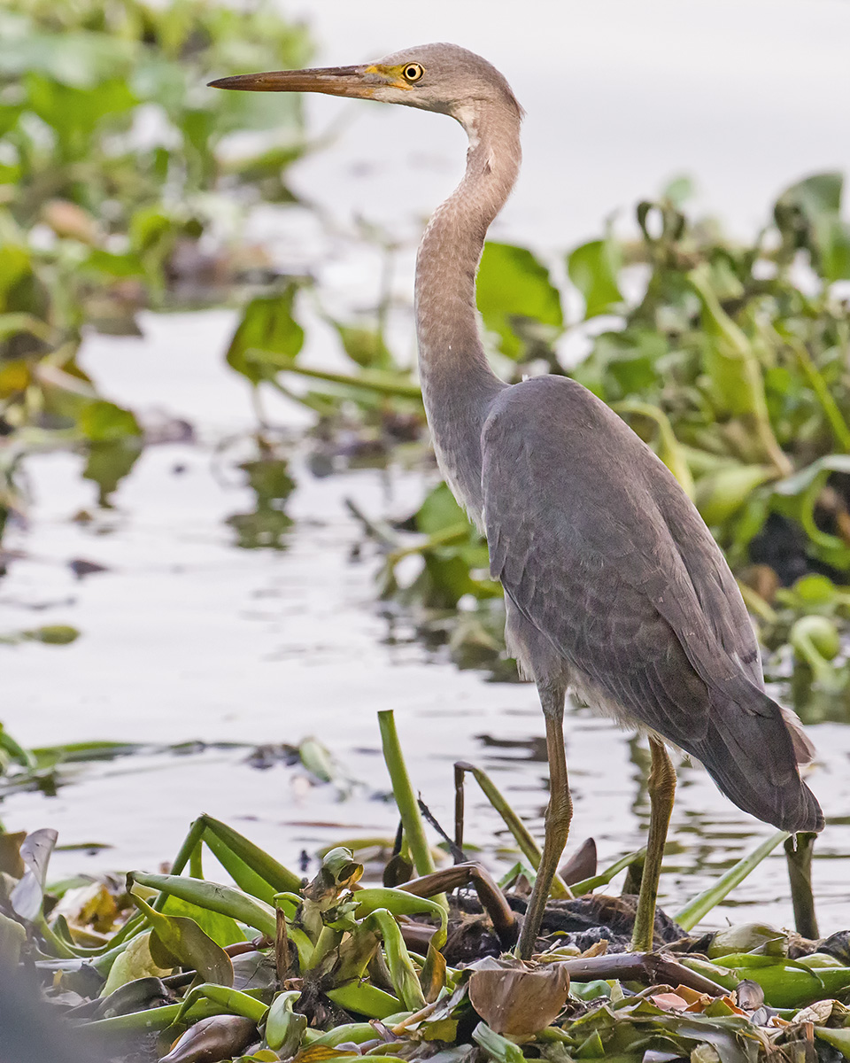 Western Reef-Egret