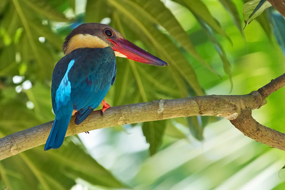 Stork-billed Kingfisher