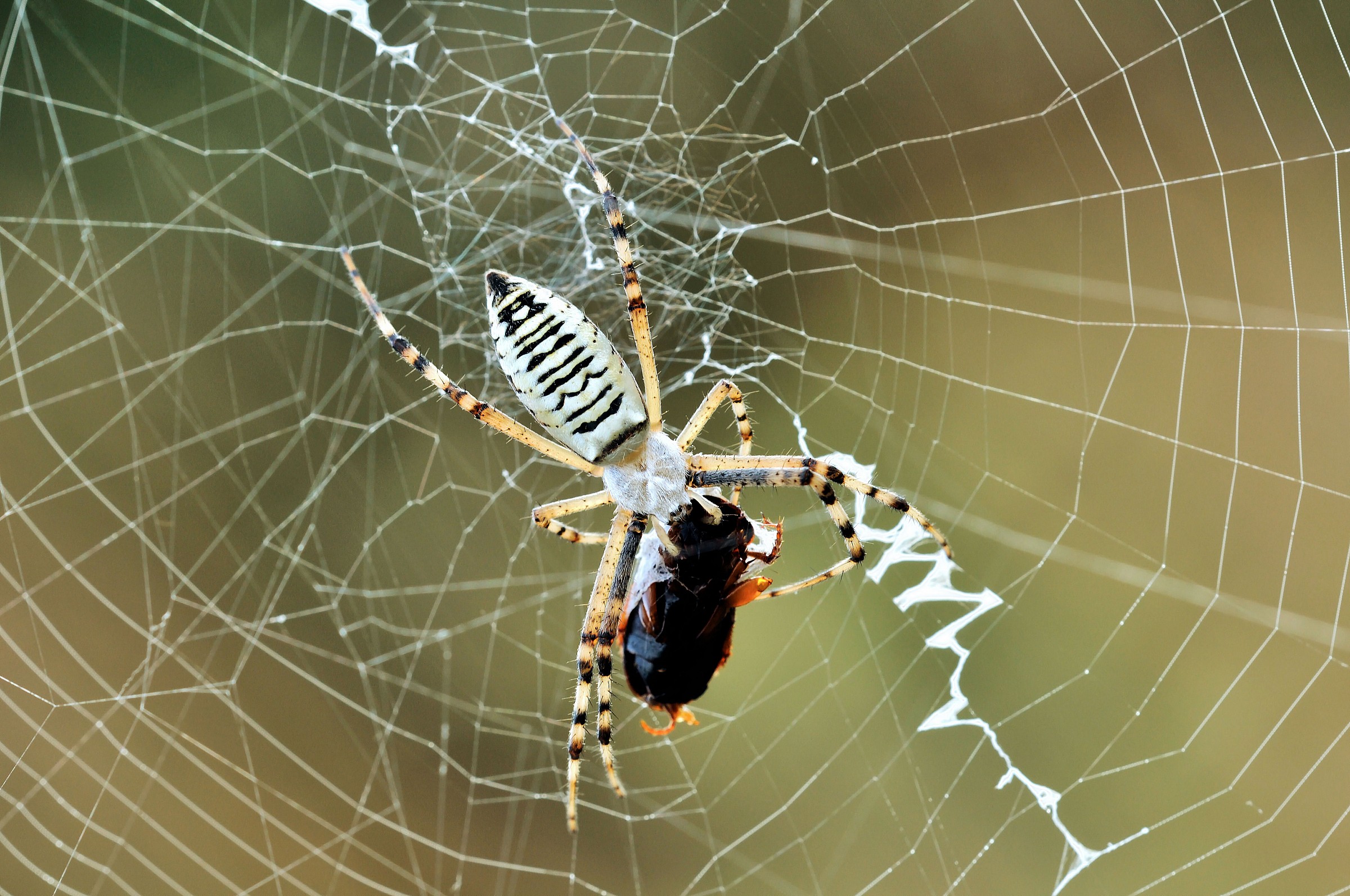 argiope