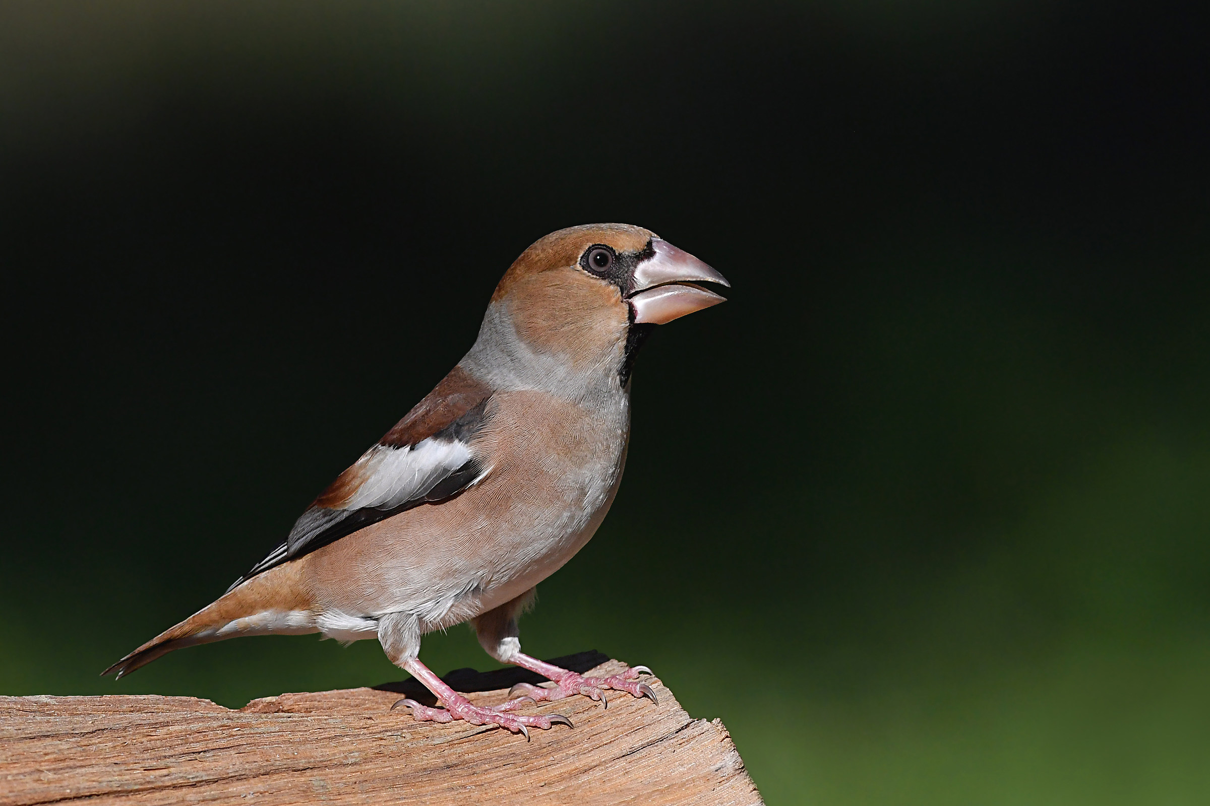 Stories of feathers (Frosone)