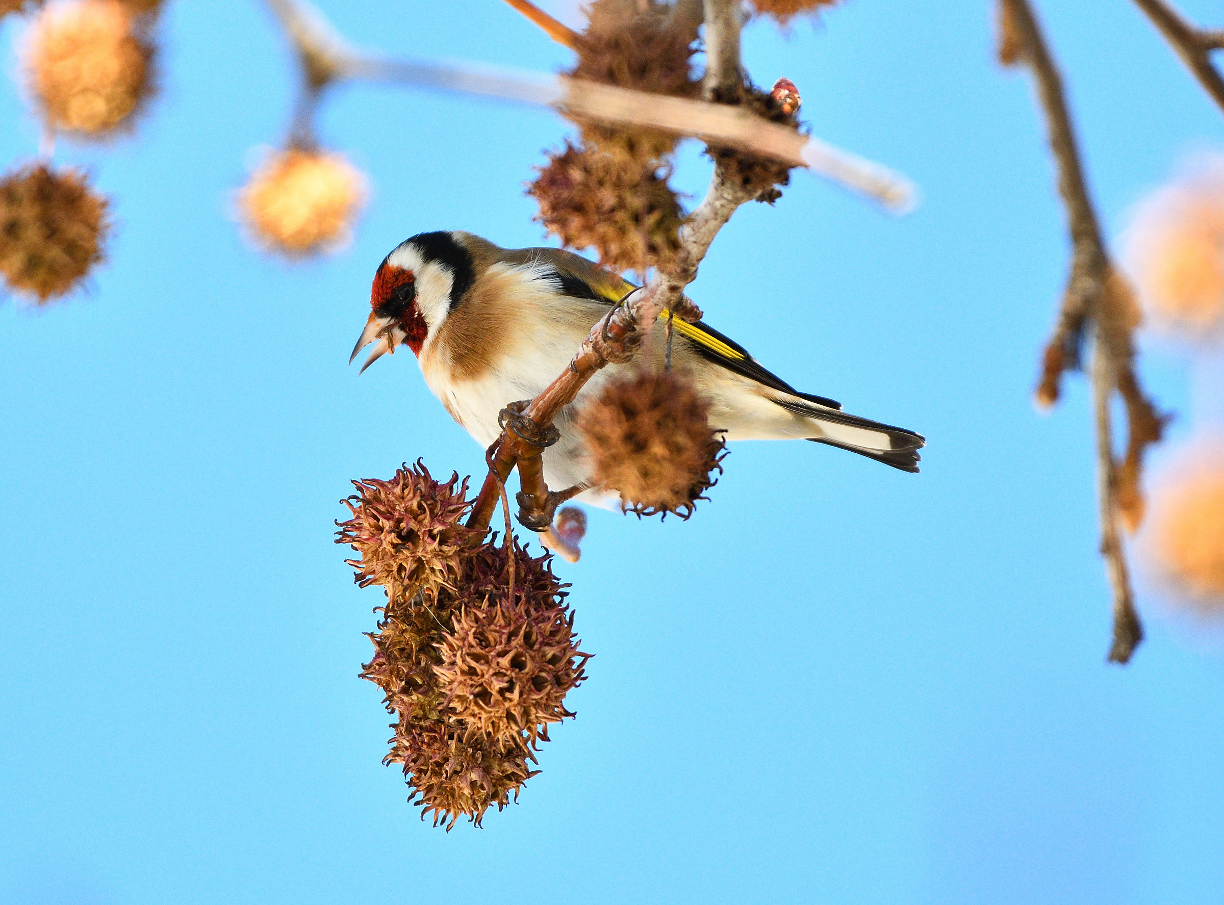 Goldfinch