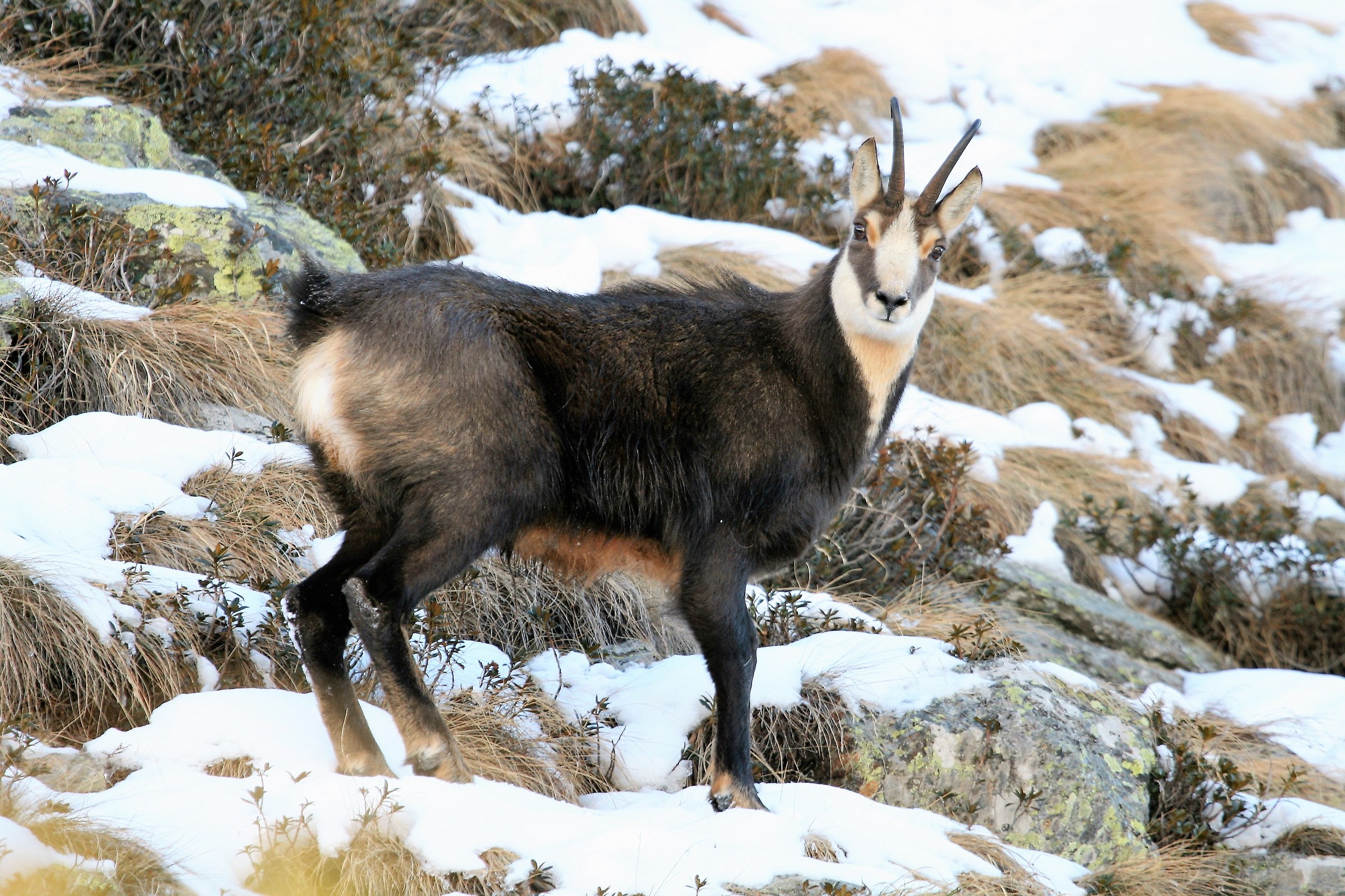 Alpine chamois (Rupicapra rupicapra)