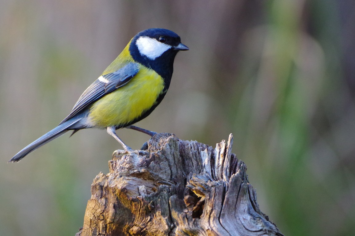 Cinciallegra (Parus major)