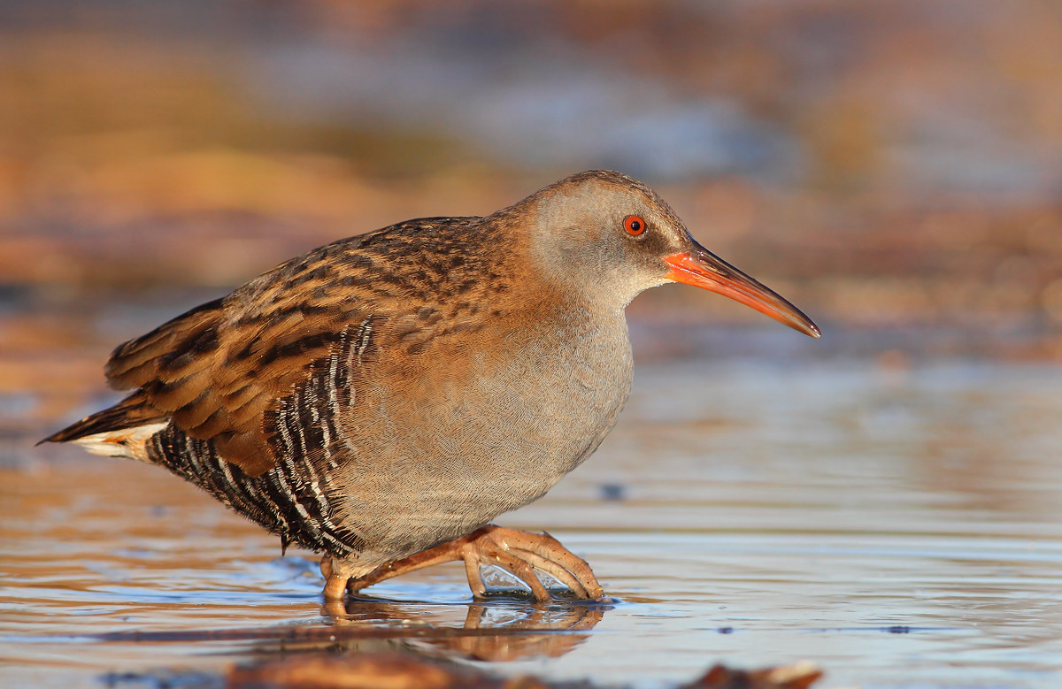 Water Rail