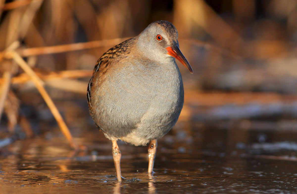 Water Rail