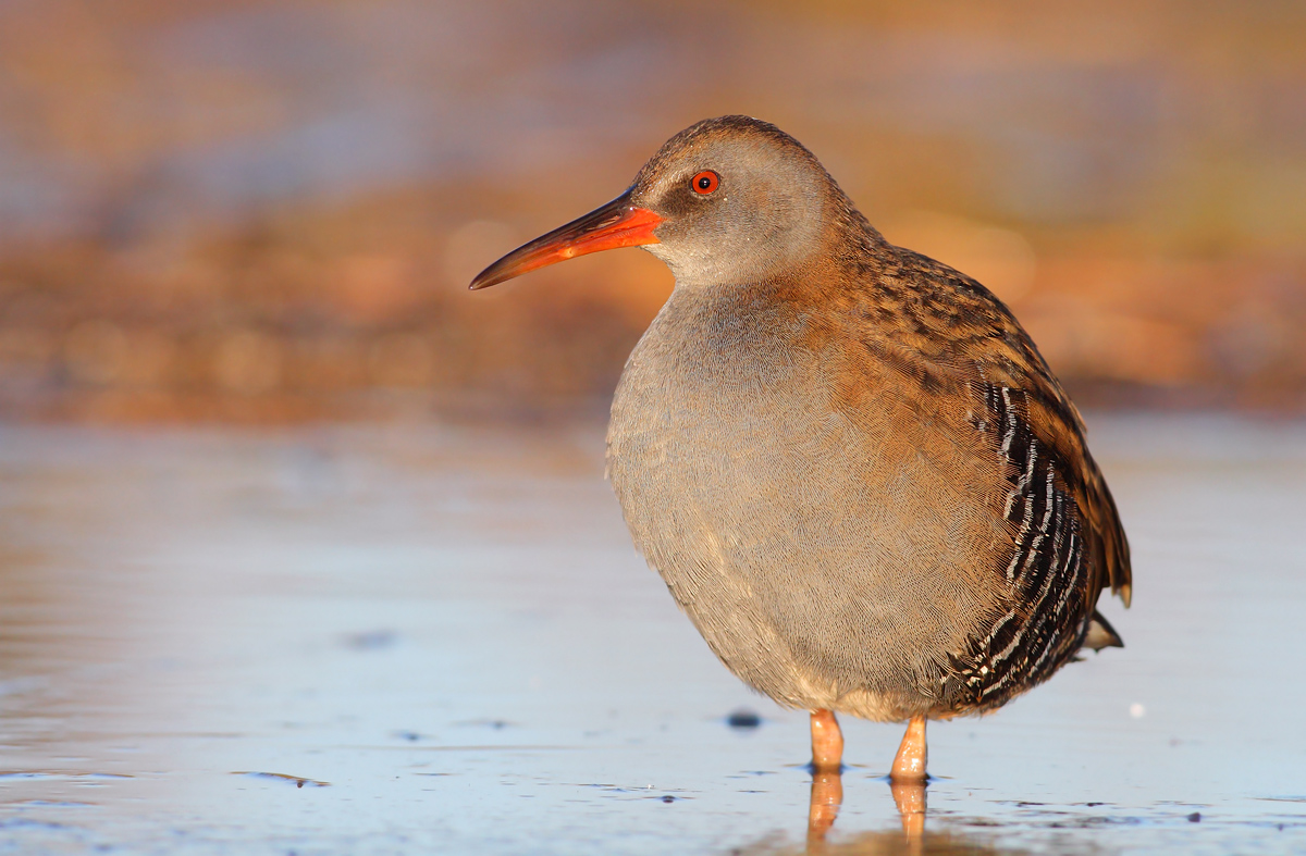 Water Rail