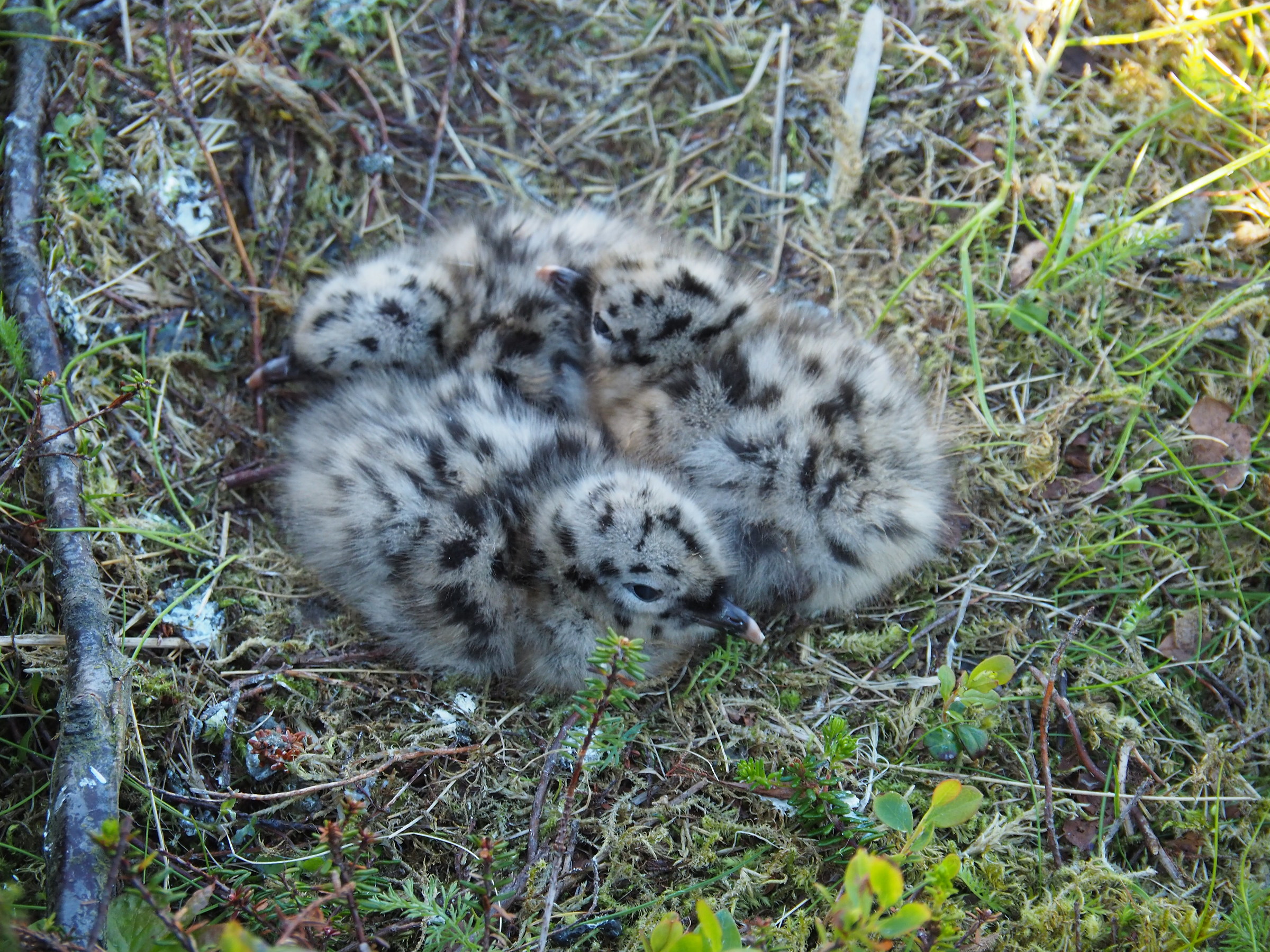 little seagull nest, Hakoya, Tromso